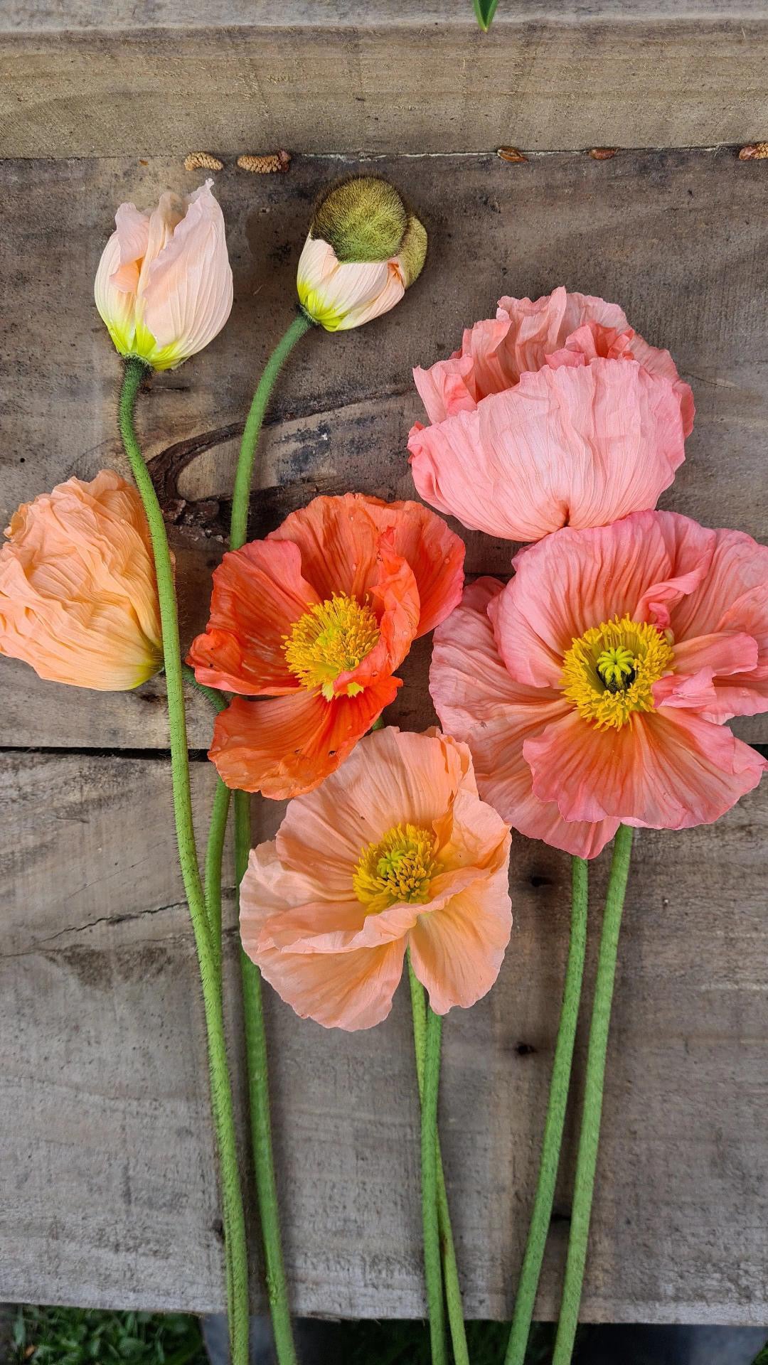 Cut Flower Colibri Poppy - Gray Floral Mix + NEW CICLAMINO