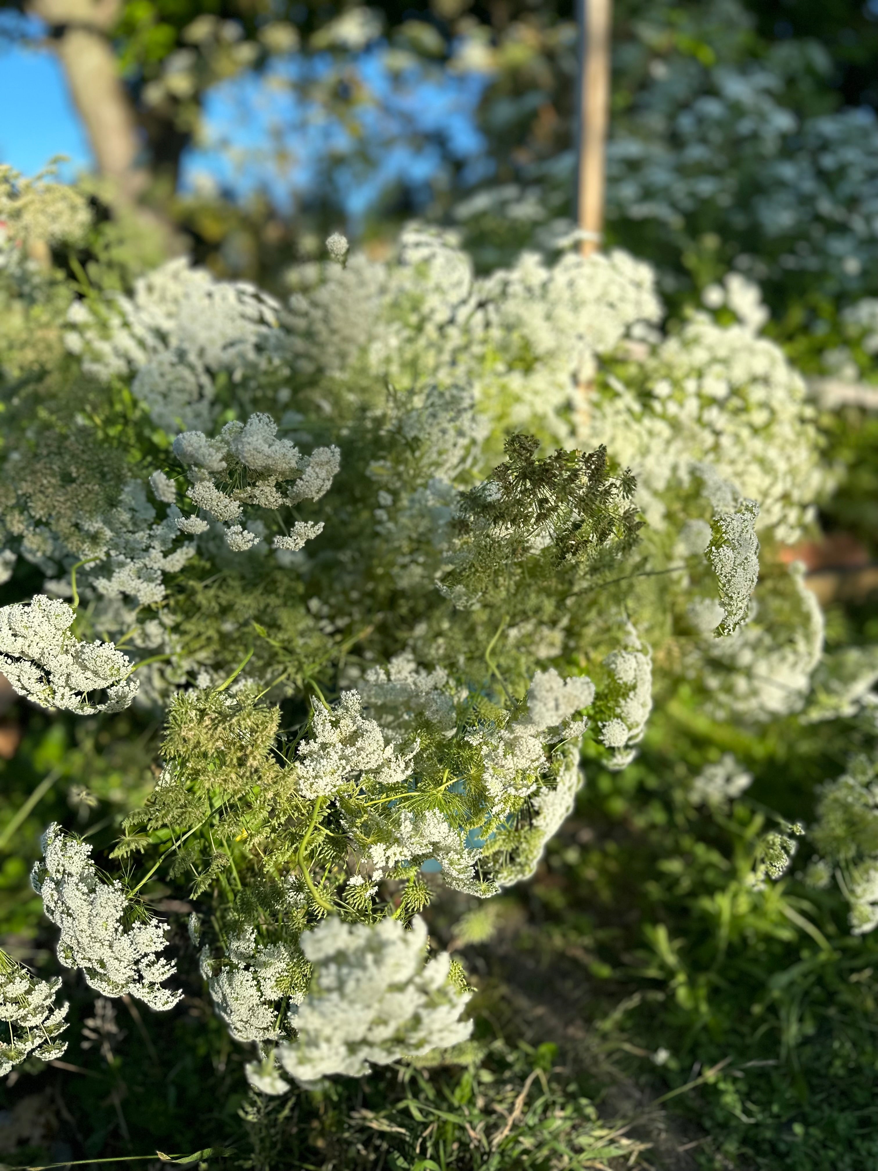 Cut Flower Ammi Majus Graceland Seedling Pack