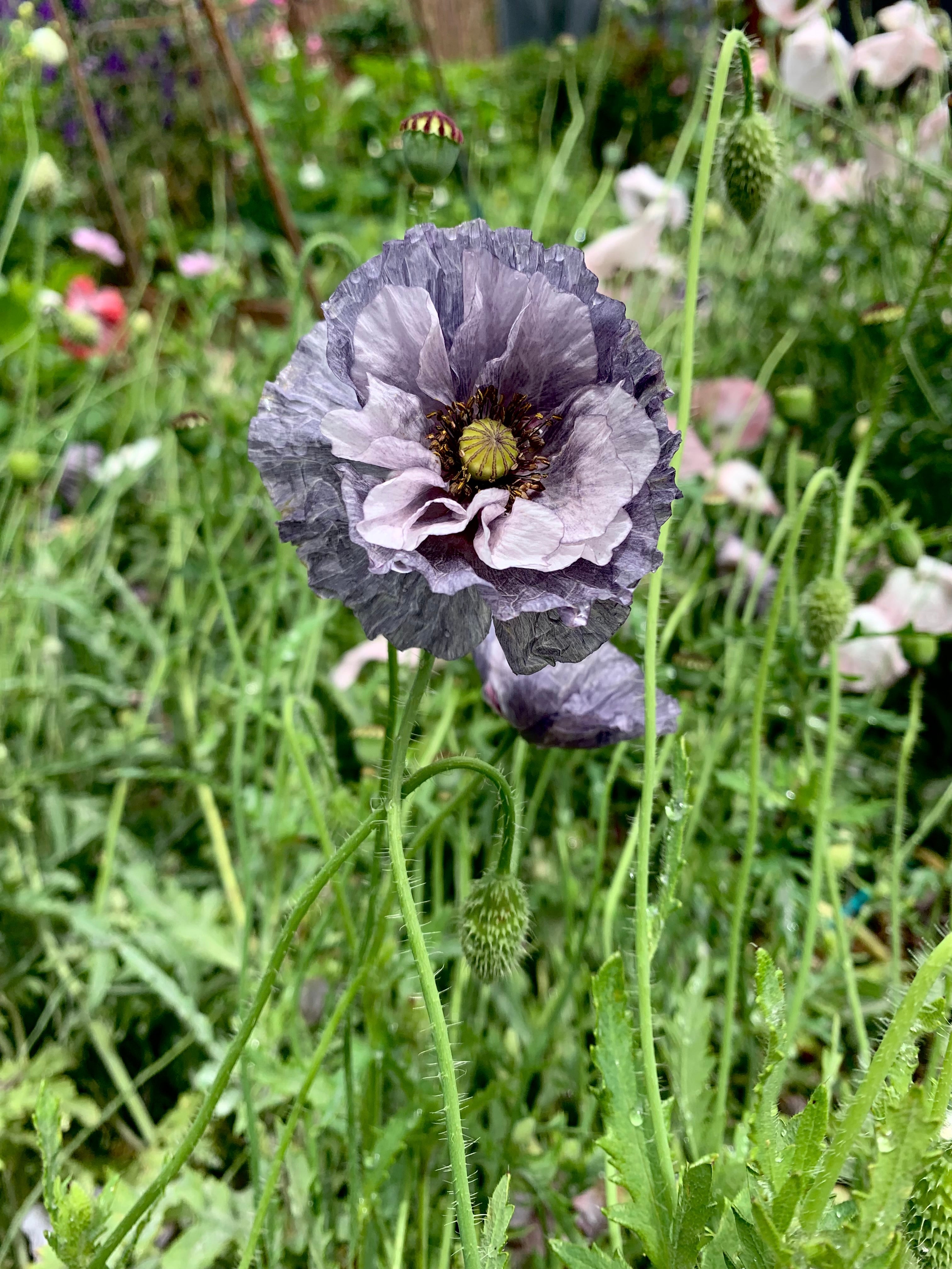 Cut Flower Poppy Amazing Grey Seedling Pack