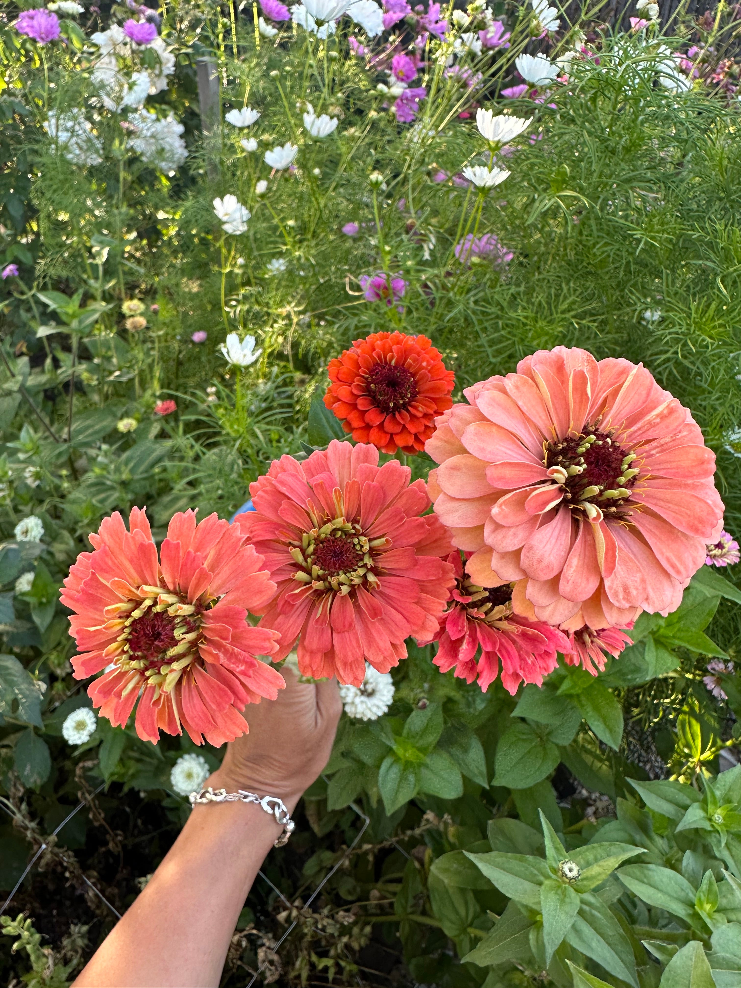 Cut Flower Zinnia Queen Salmon Seedling Pack