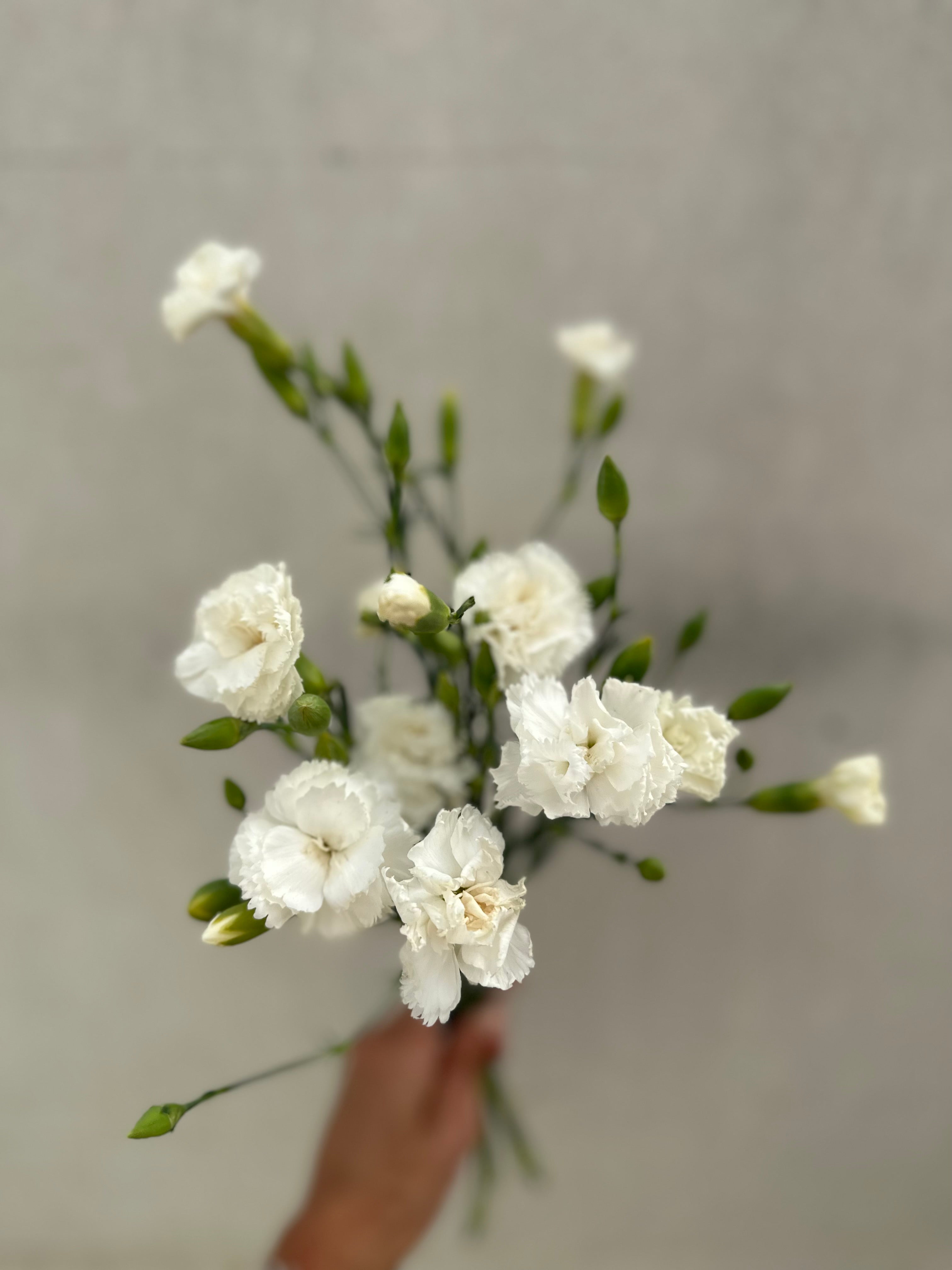 Cut Flower Carnation Chabaud Seedling Pack