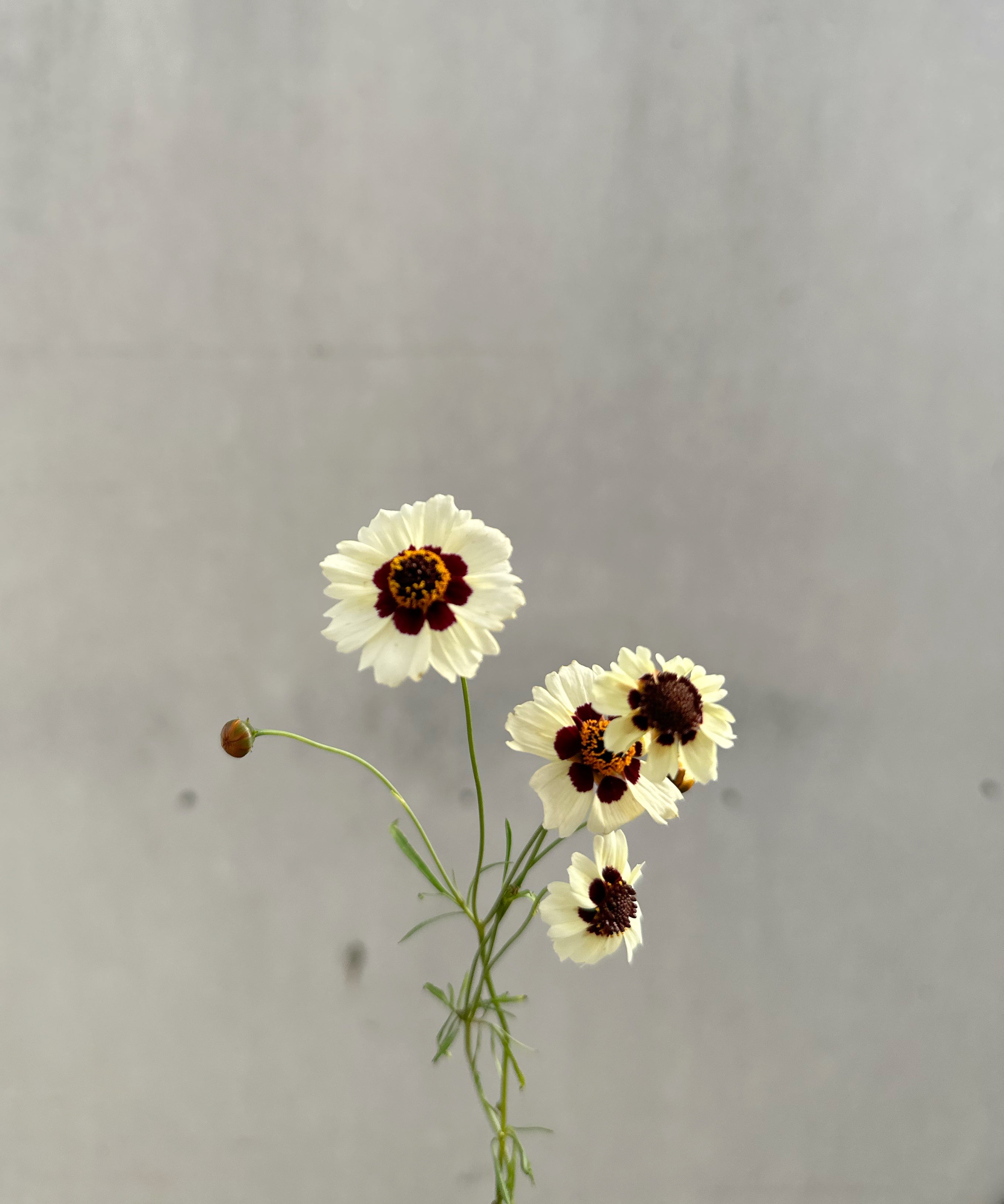 Cut Flower Coreopsis Incredible Swirl Seedling Pack