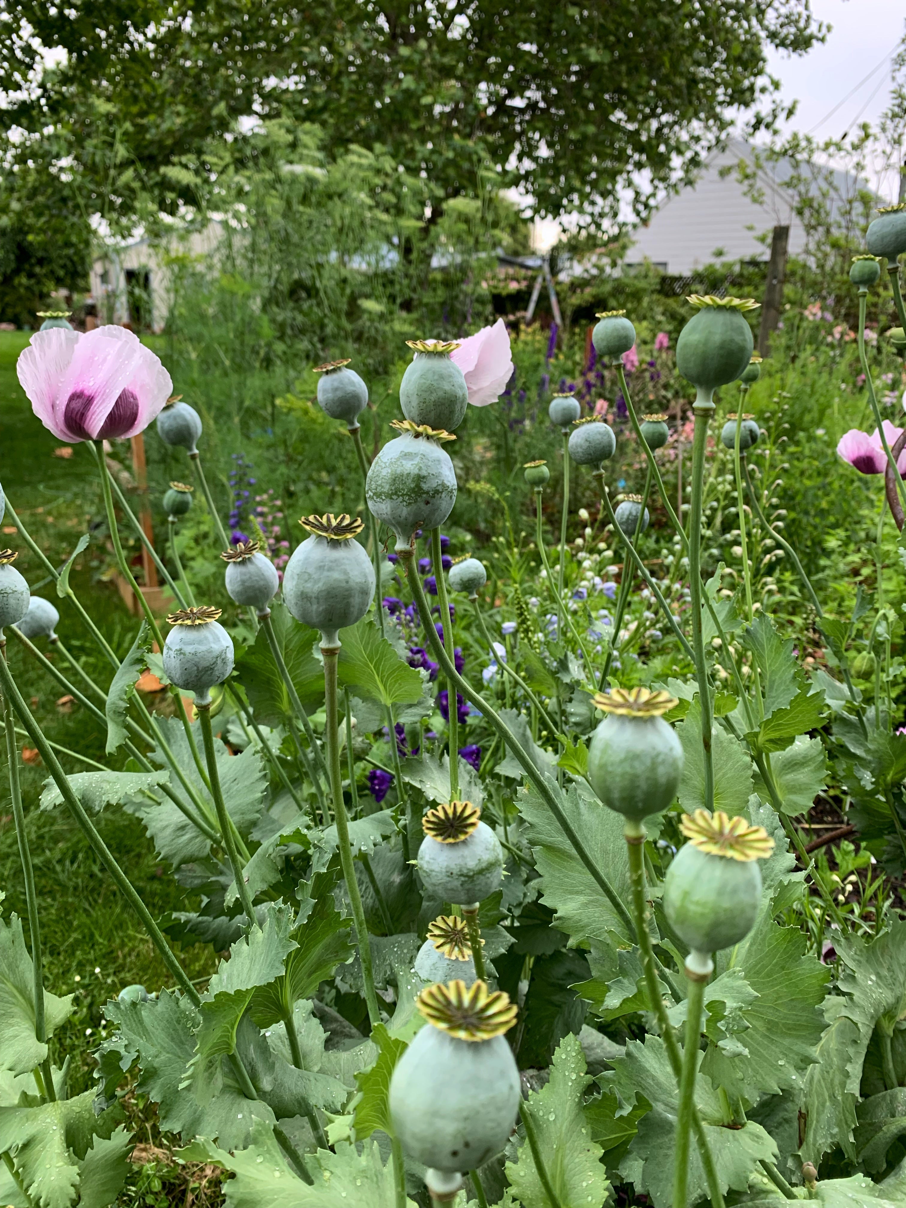 Cut Flower Poppy 'Breadseed' Seedling Pack