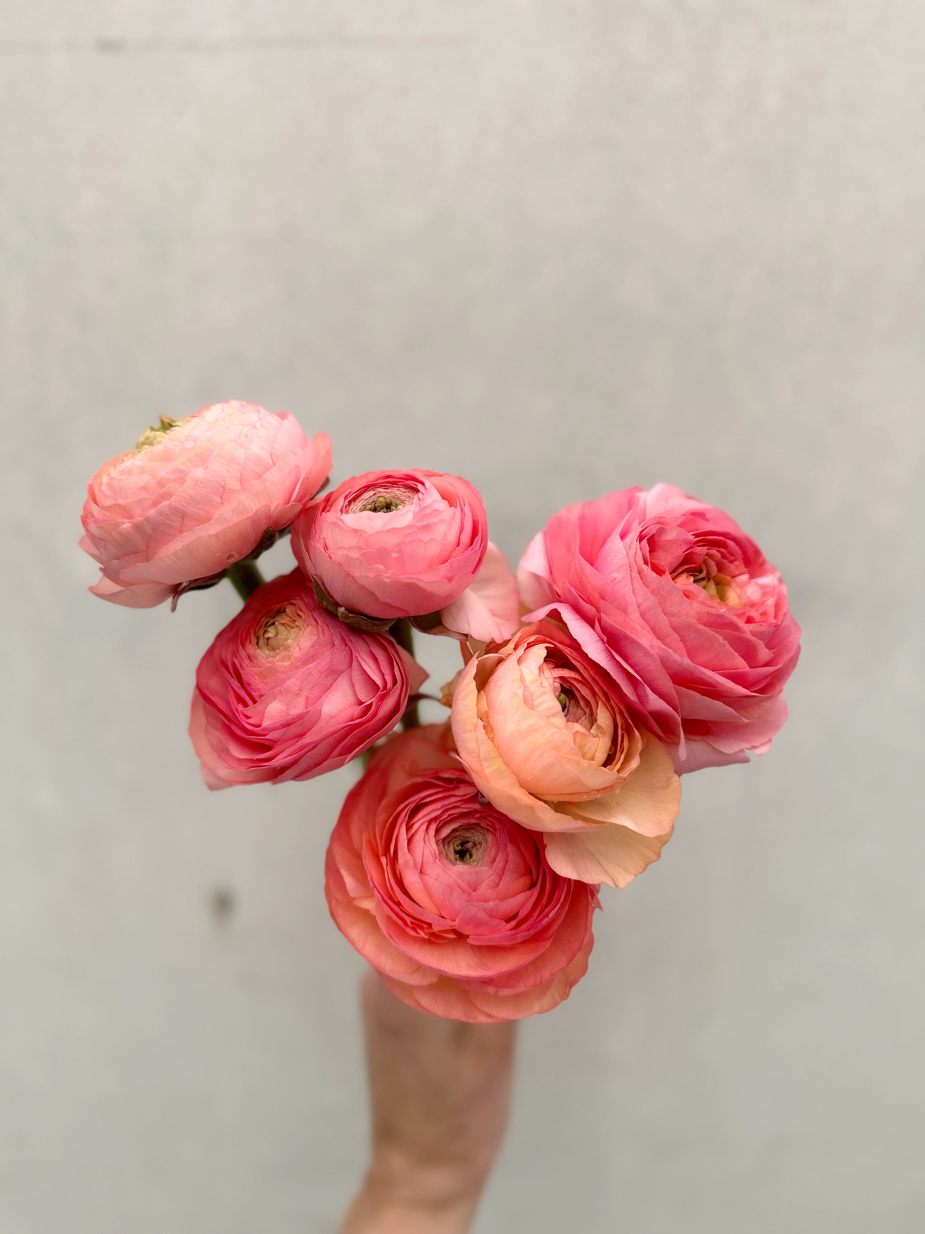 Cut Flower Ranunculus Italian Pastello Seedling Pack