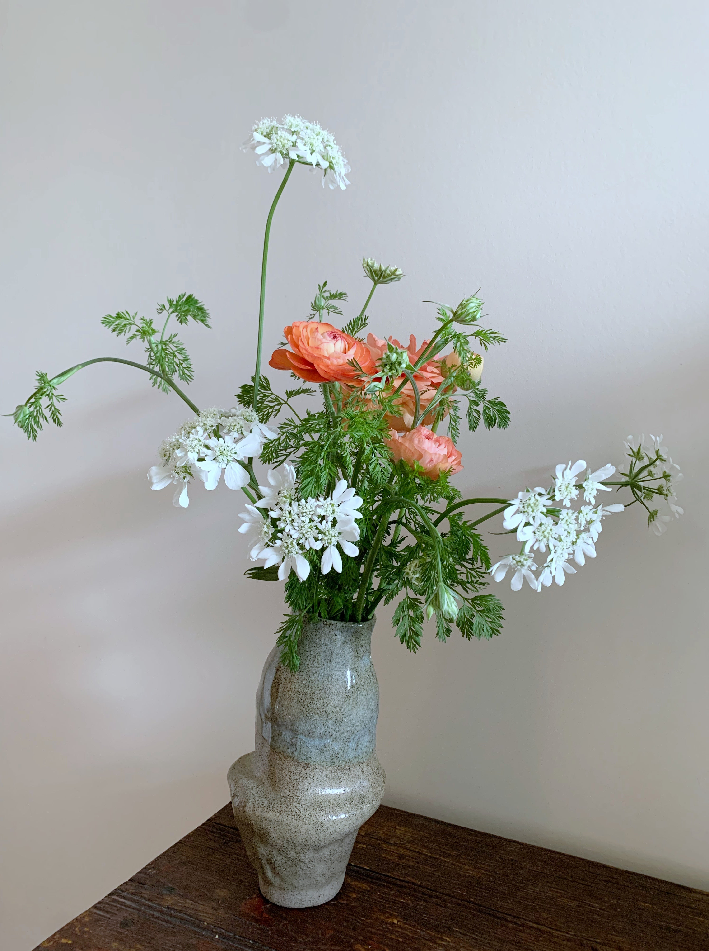Cut Flower Orlaya 'White Finch' Seedling Pack