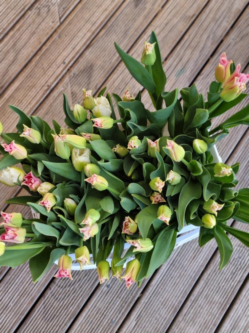 Tulip Crown of Dynasty