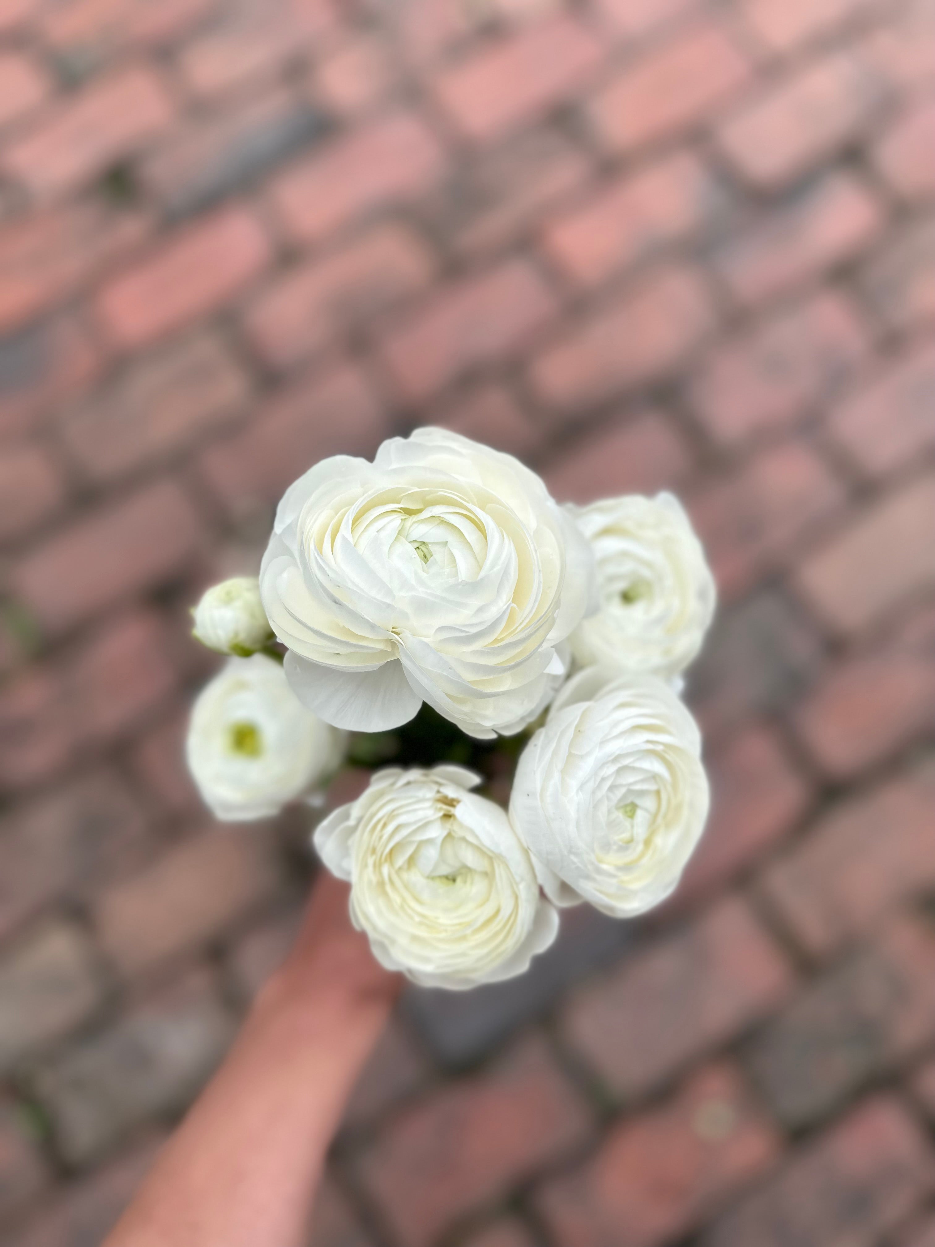 Cut Flower Ranunculus Italian Bianco Seedling Pack