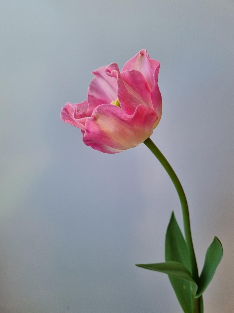 Tulip Crown of Dynasty