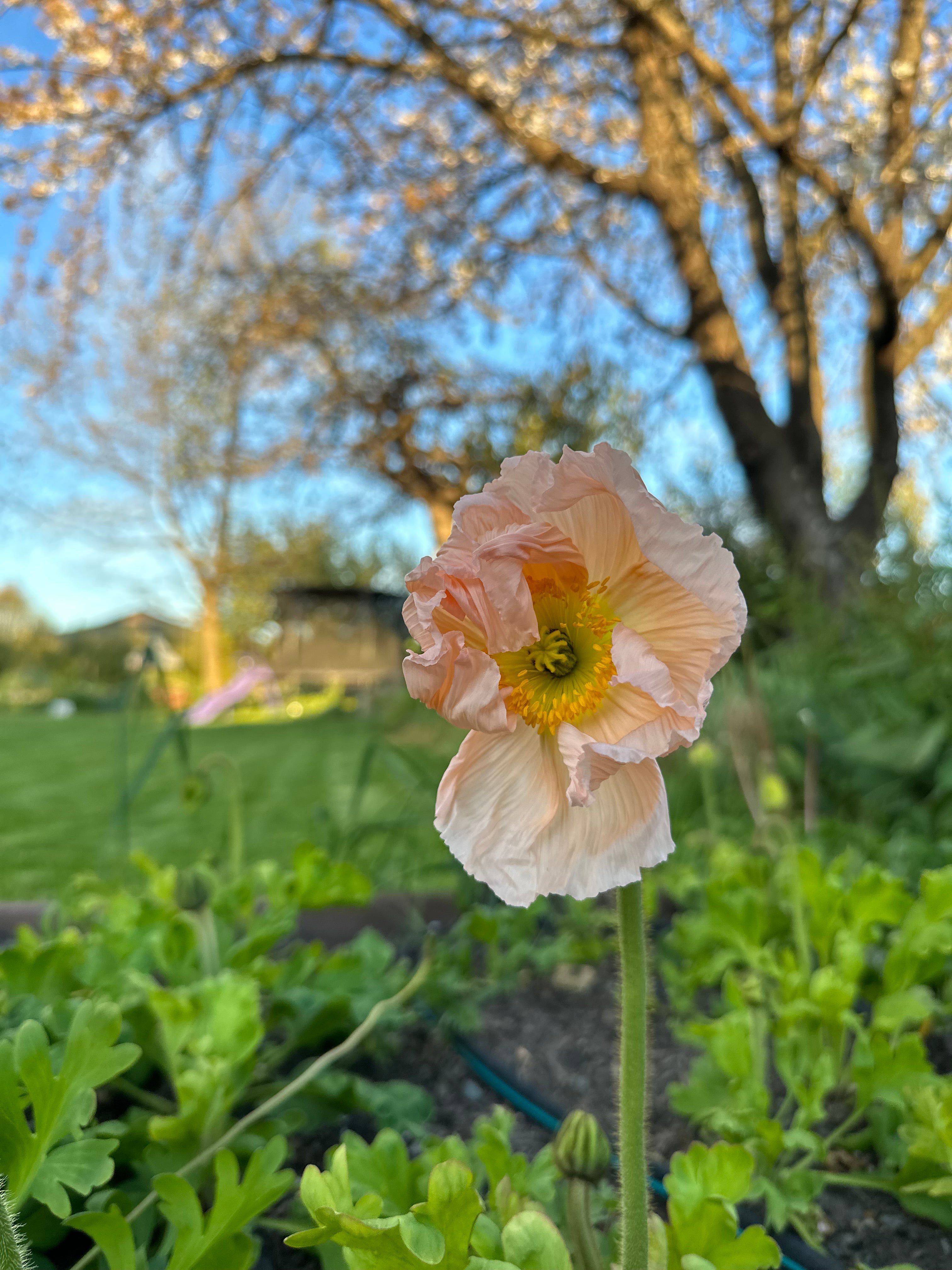 Cut Flower Colibri Poppy - Gray Floral Mix + NEW CICLAMINO