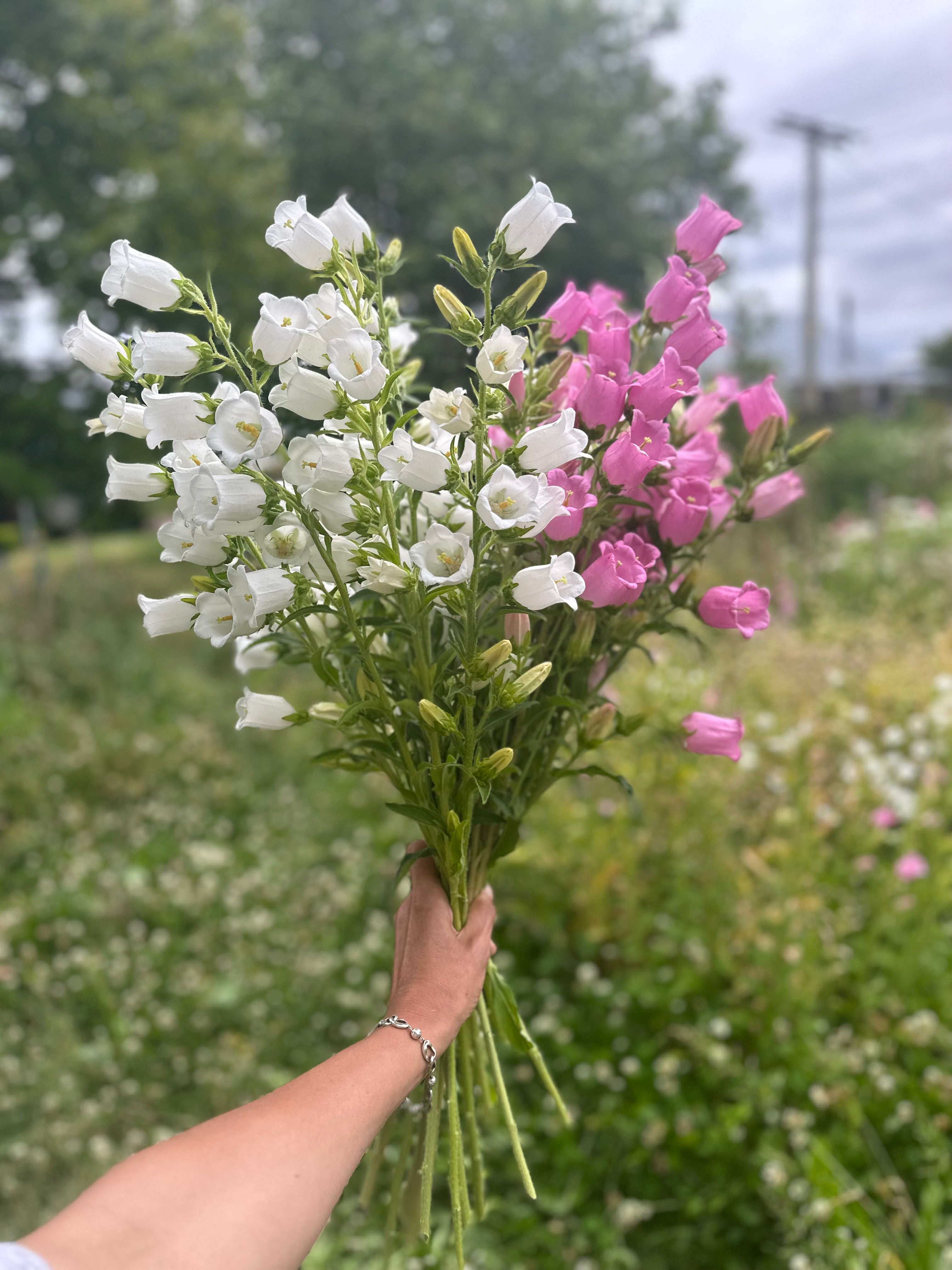 Cut Flower Campanula Champion Pro Series White Seedling Pack