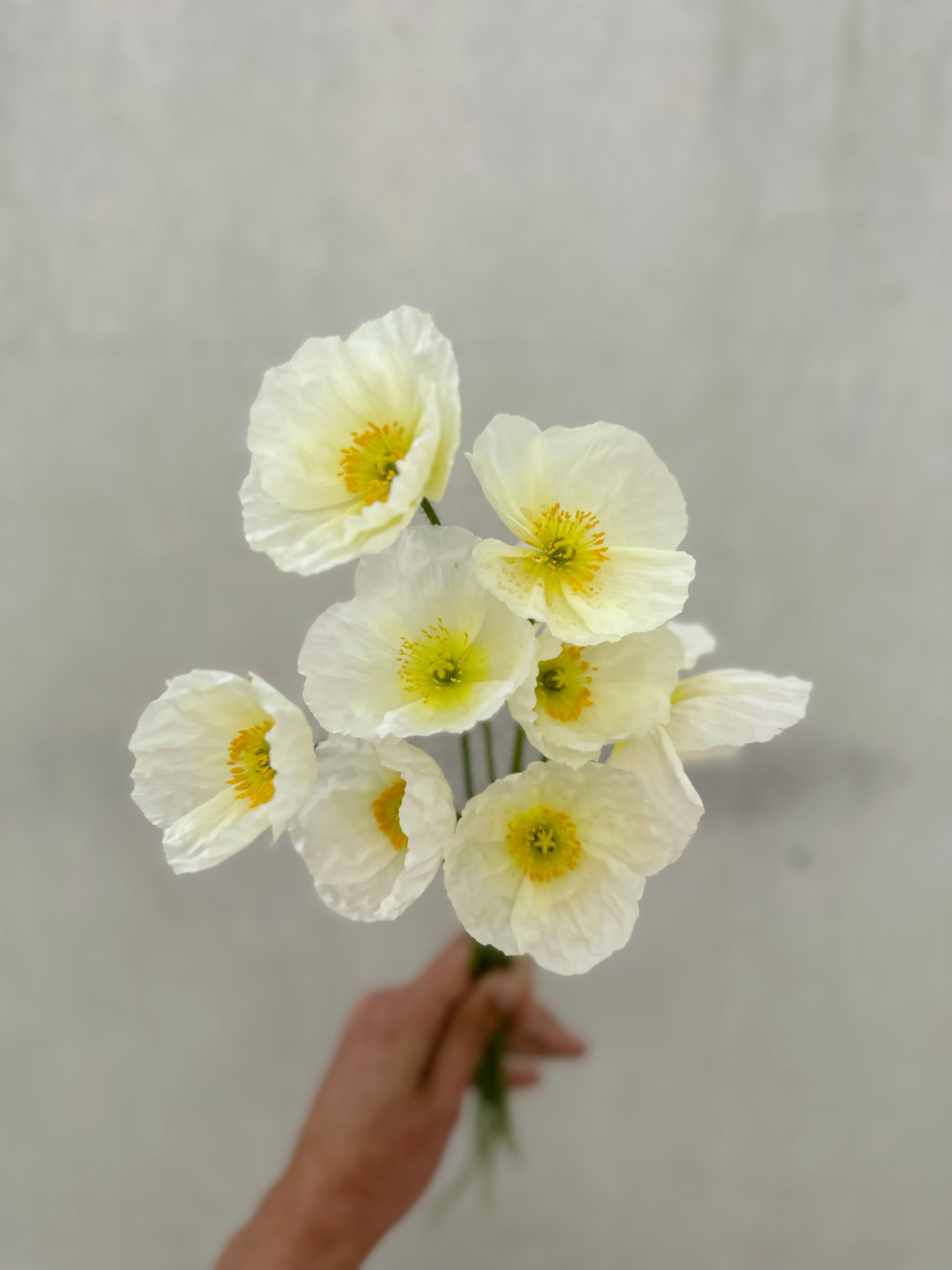 Cut Flower Icelandic Poppy Pure White Seedling Pack