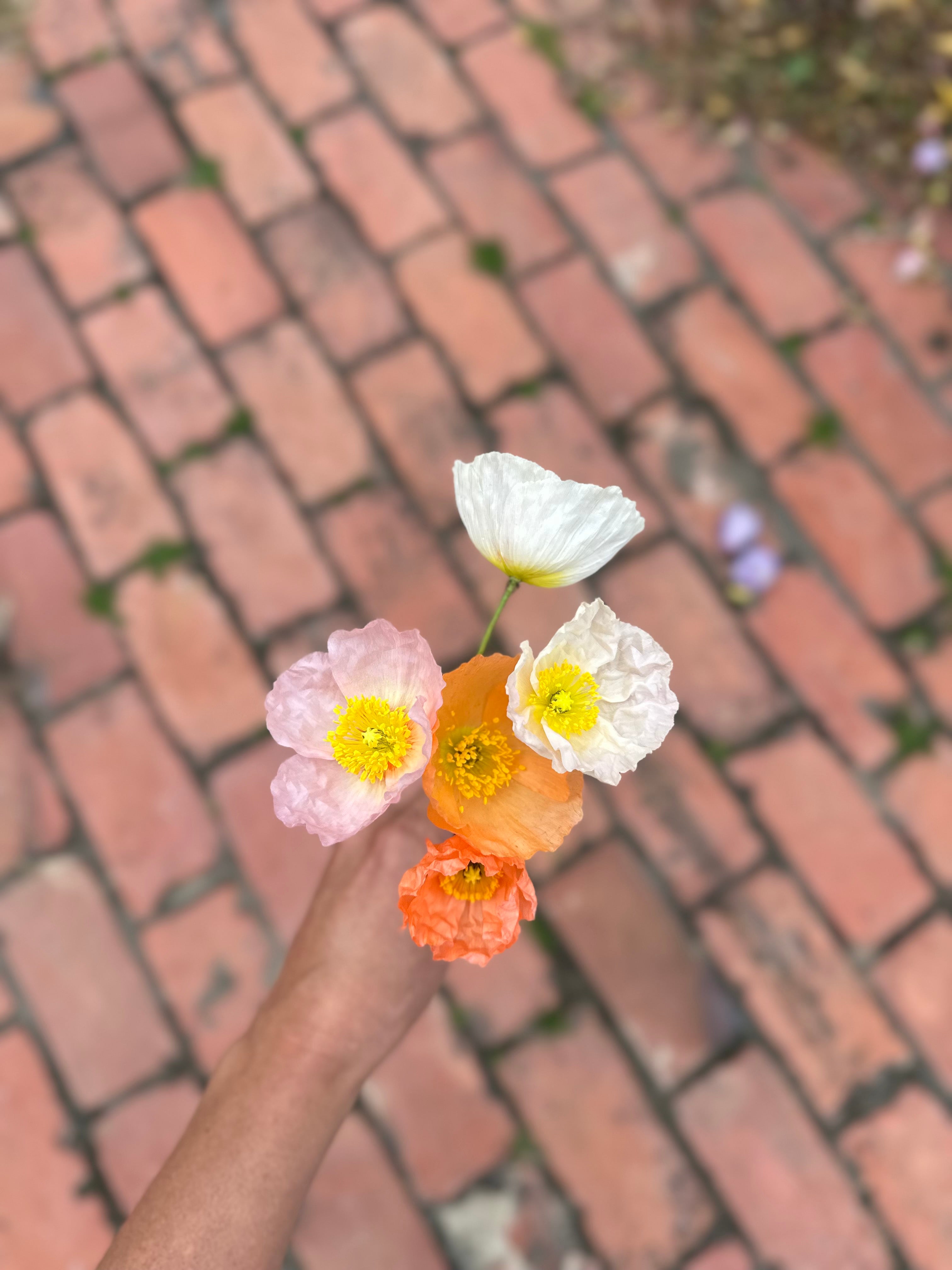 Cut Flower Icelandic Poppy Gray Floral Pastels Seedling Pack