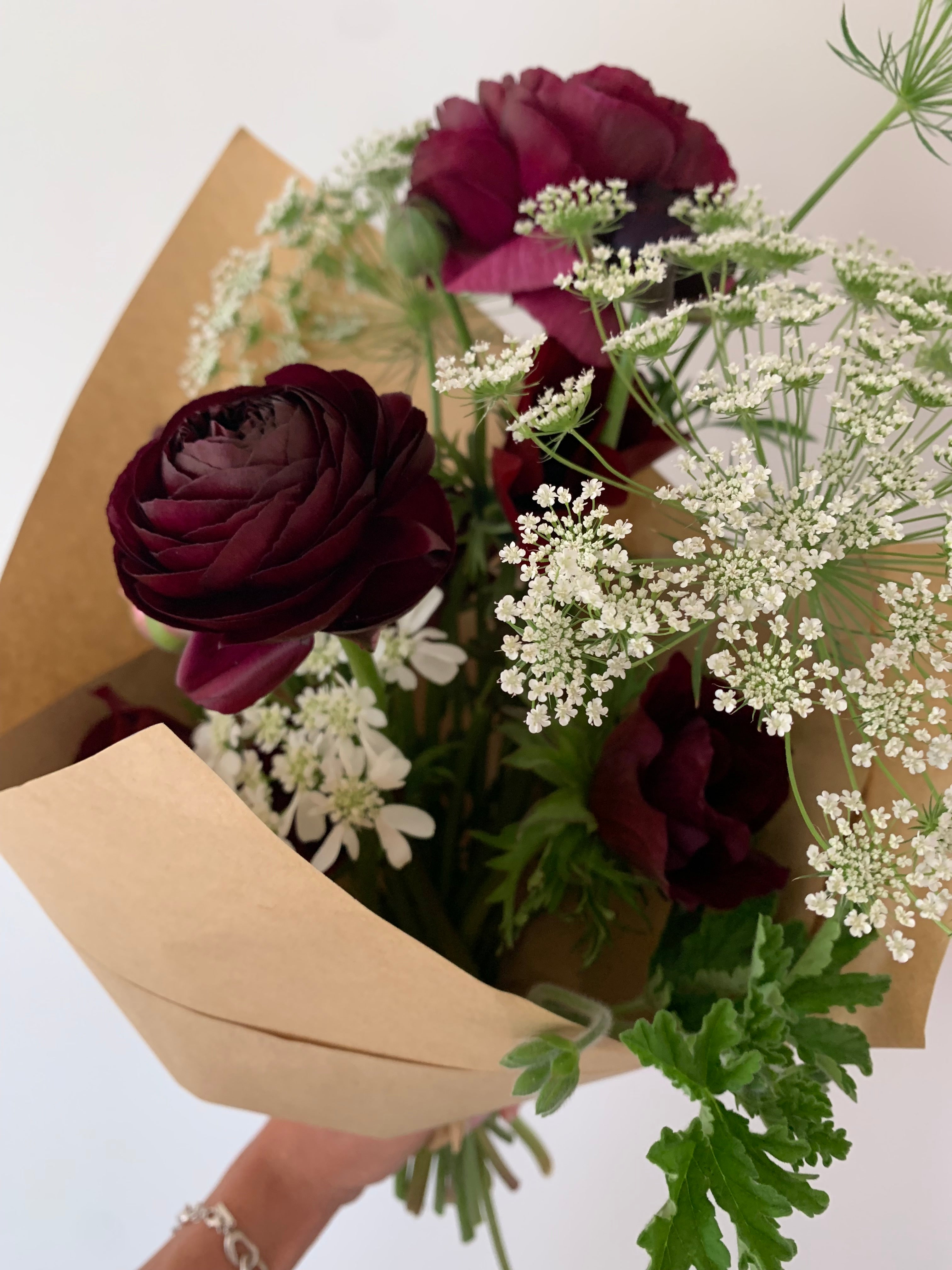 Cut Flower Ranunculus French Amandine Black Seedling Pack