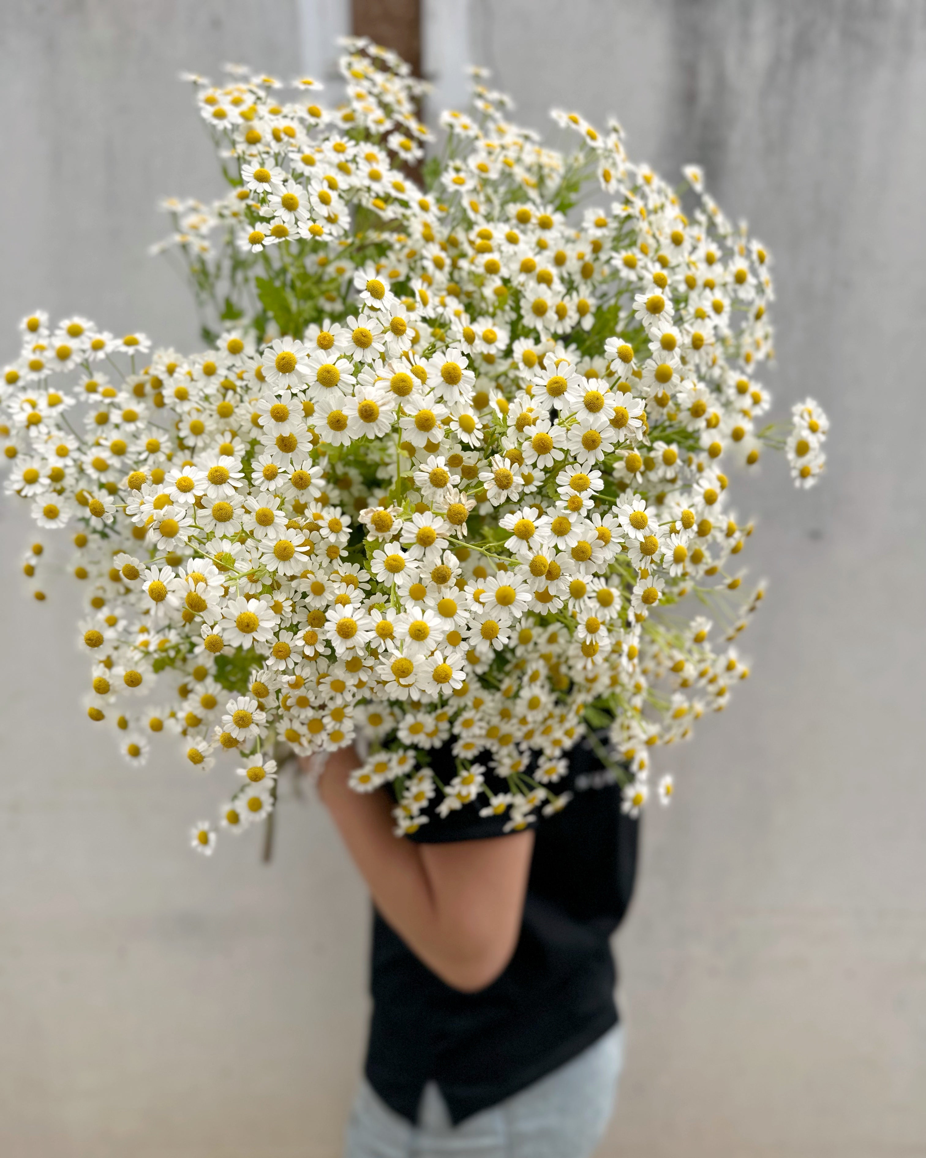 Cut Flower Matricaria Seedling Pack