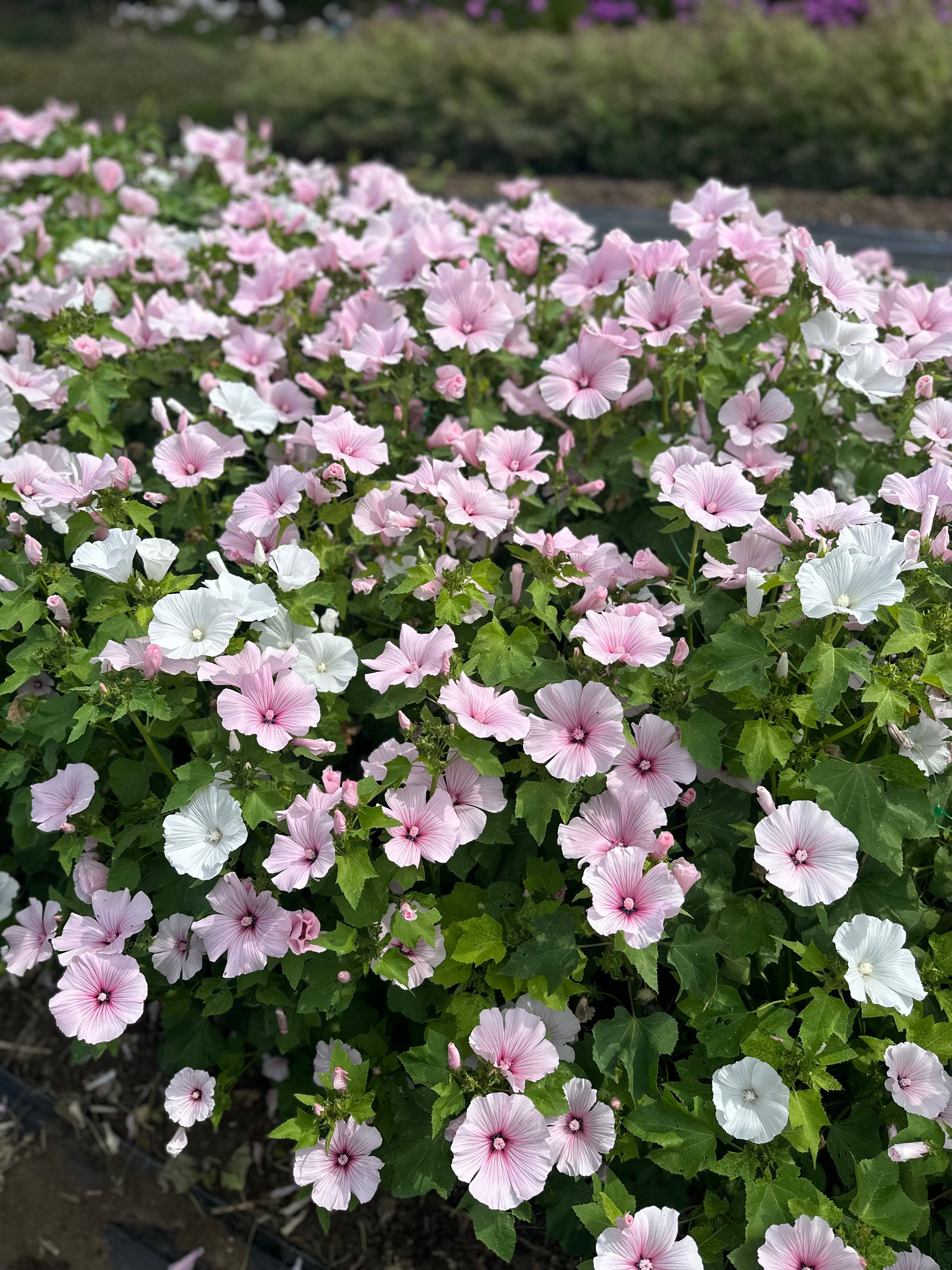 Cut Flower Lavatera 'Green & Gorgeous' Seedling Pack