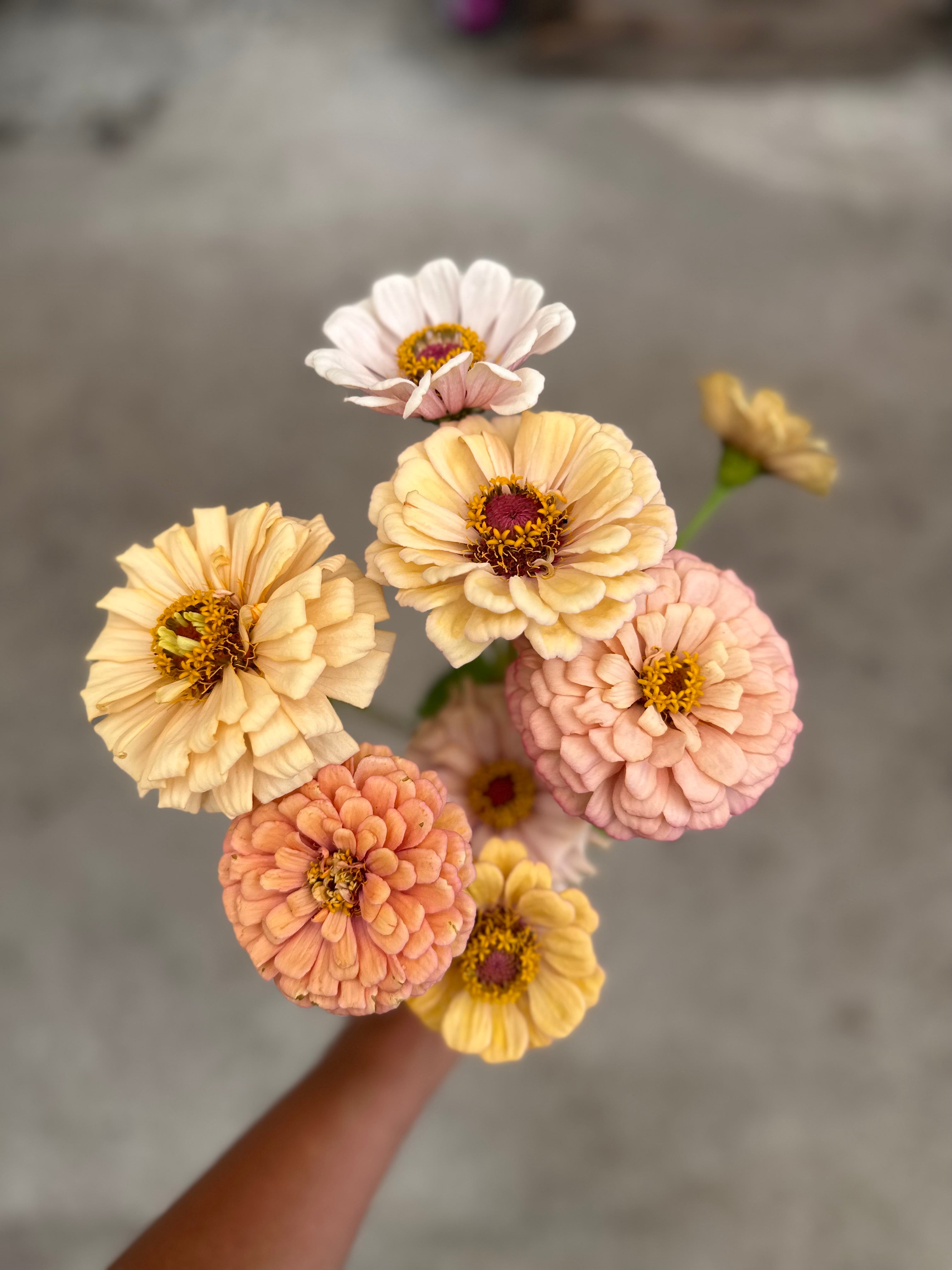 Cut Flower GF x 2nd Gen Floret Zinnia Seedlings