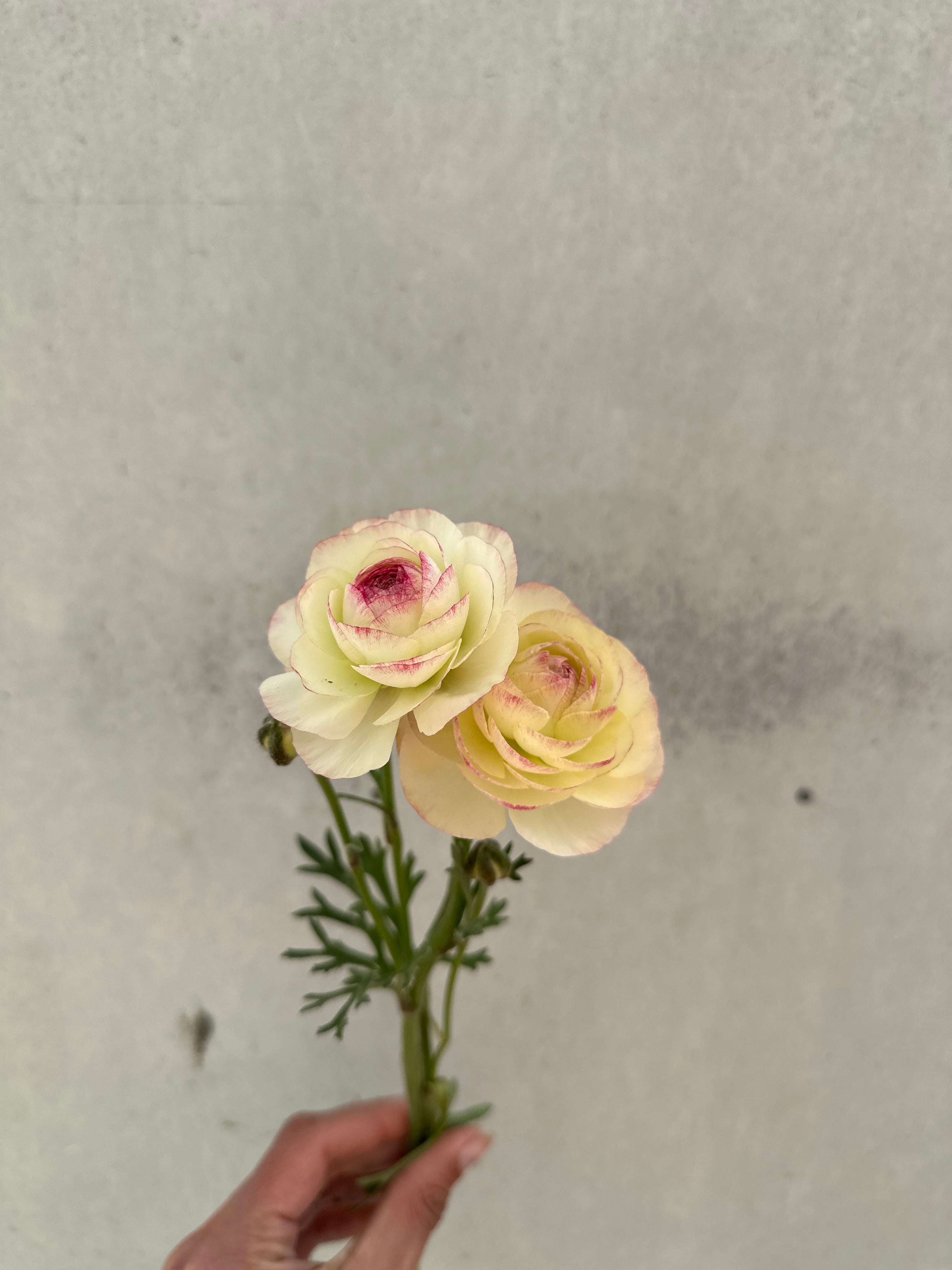 Cut Flower Ranunculus Italian Bianco Sfumato Seedling Pack