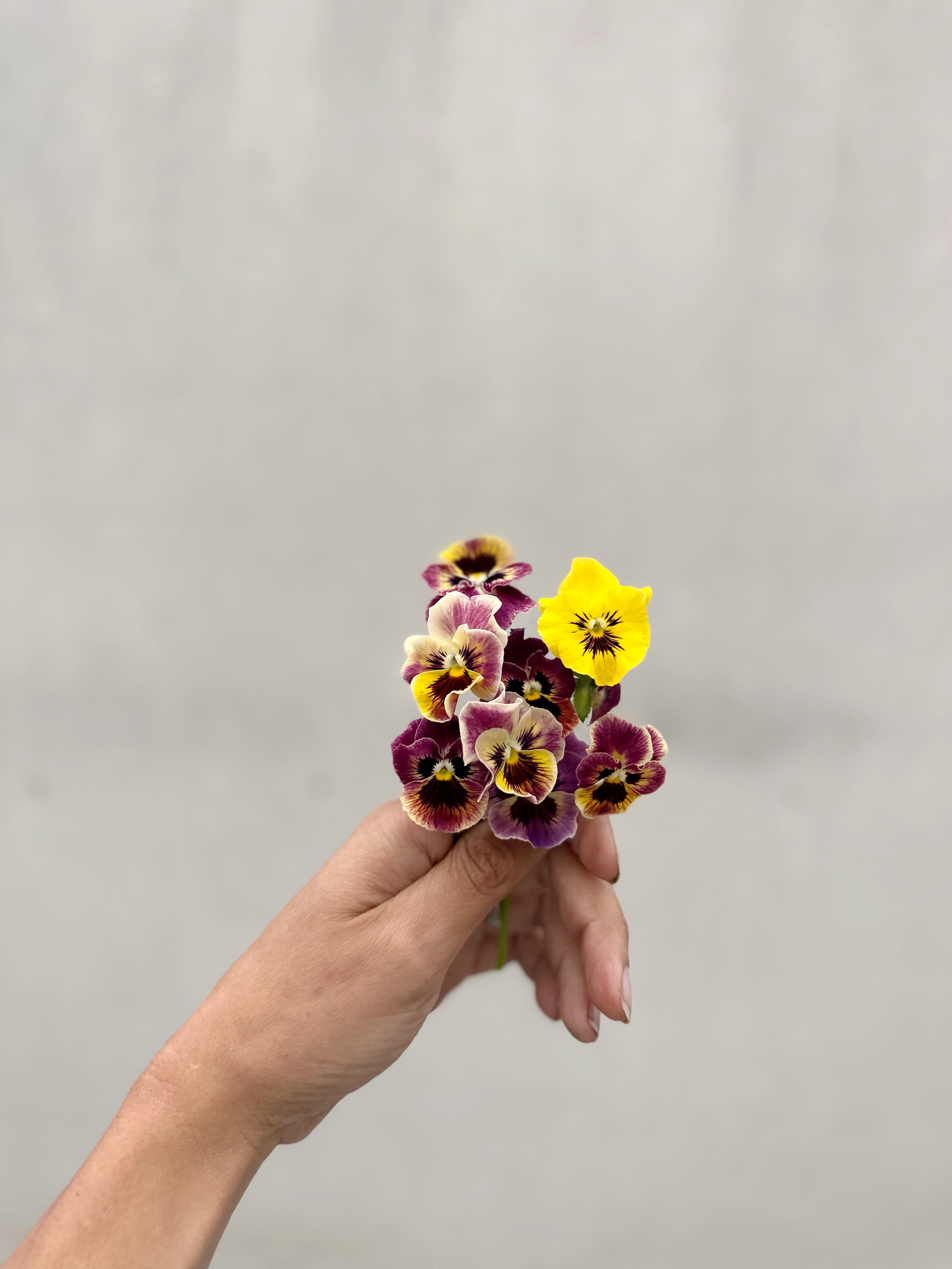 Pansy Frizzle Sizzle Mini Tapestry Seedling Pack