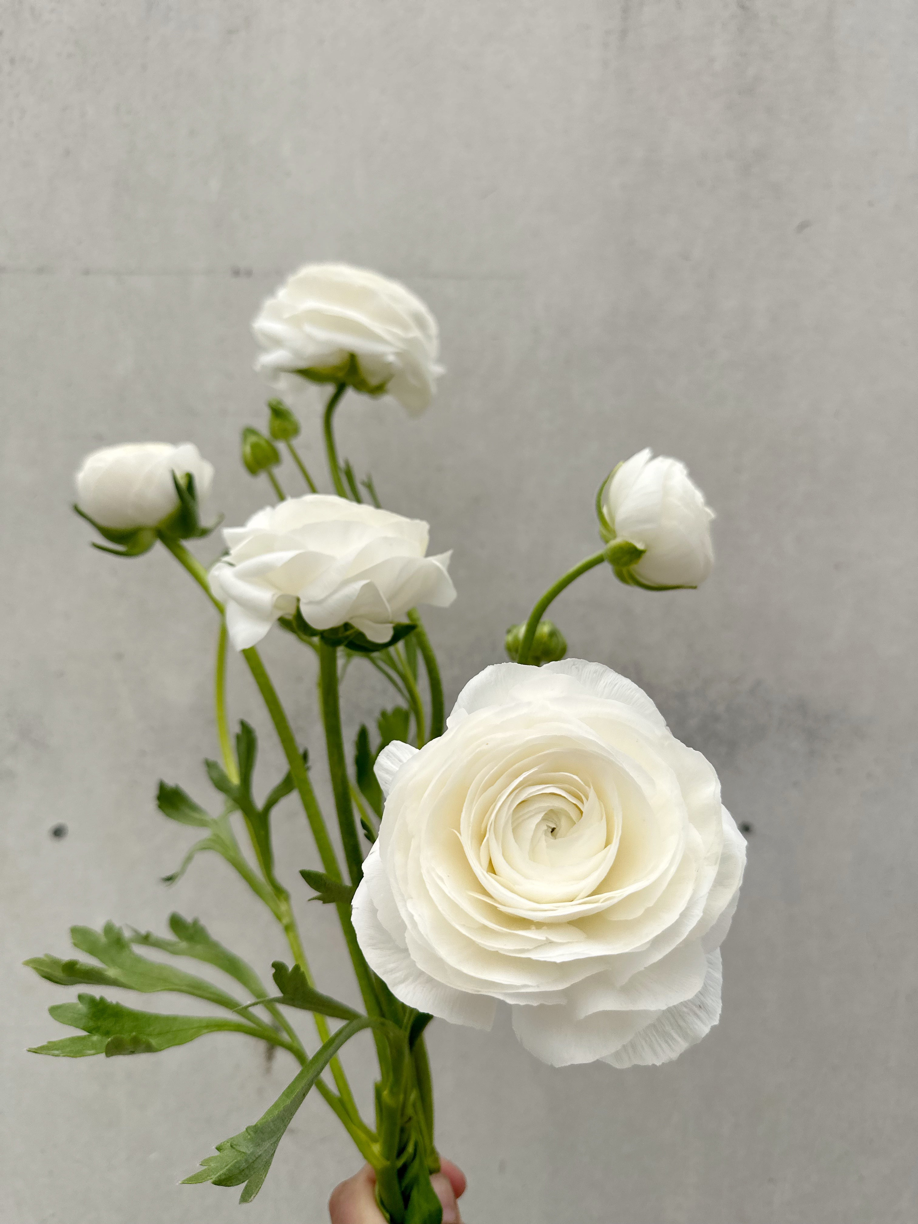 Cut Flower Ranunculus French Amandine White Seedling Pack
