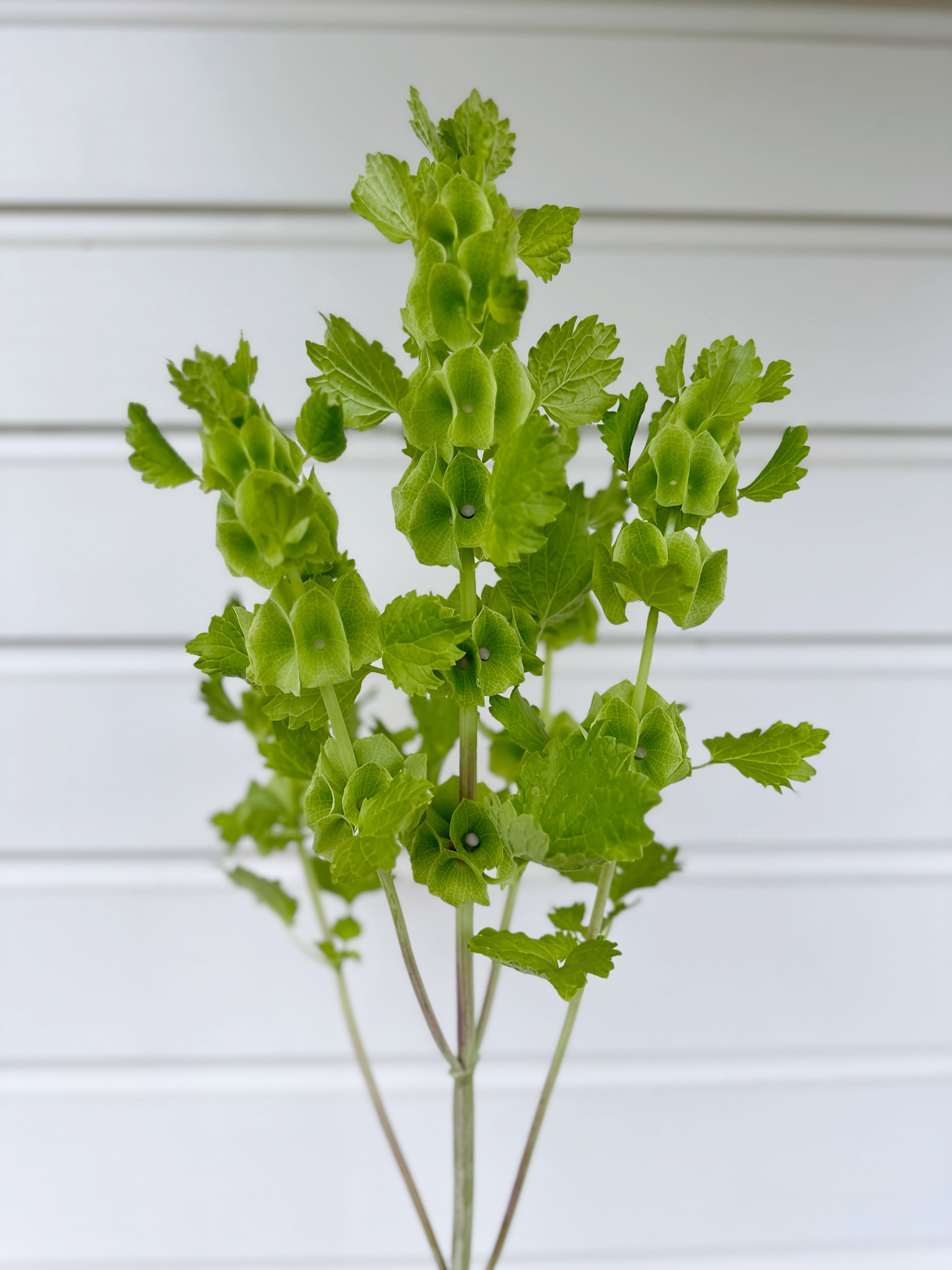 Cut Flower Bells of Ireland Seedling Pack
