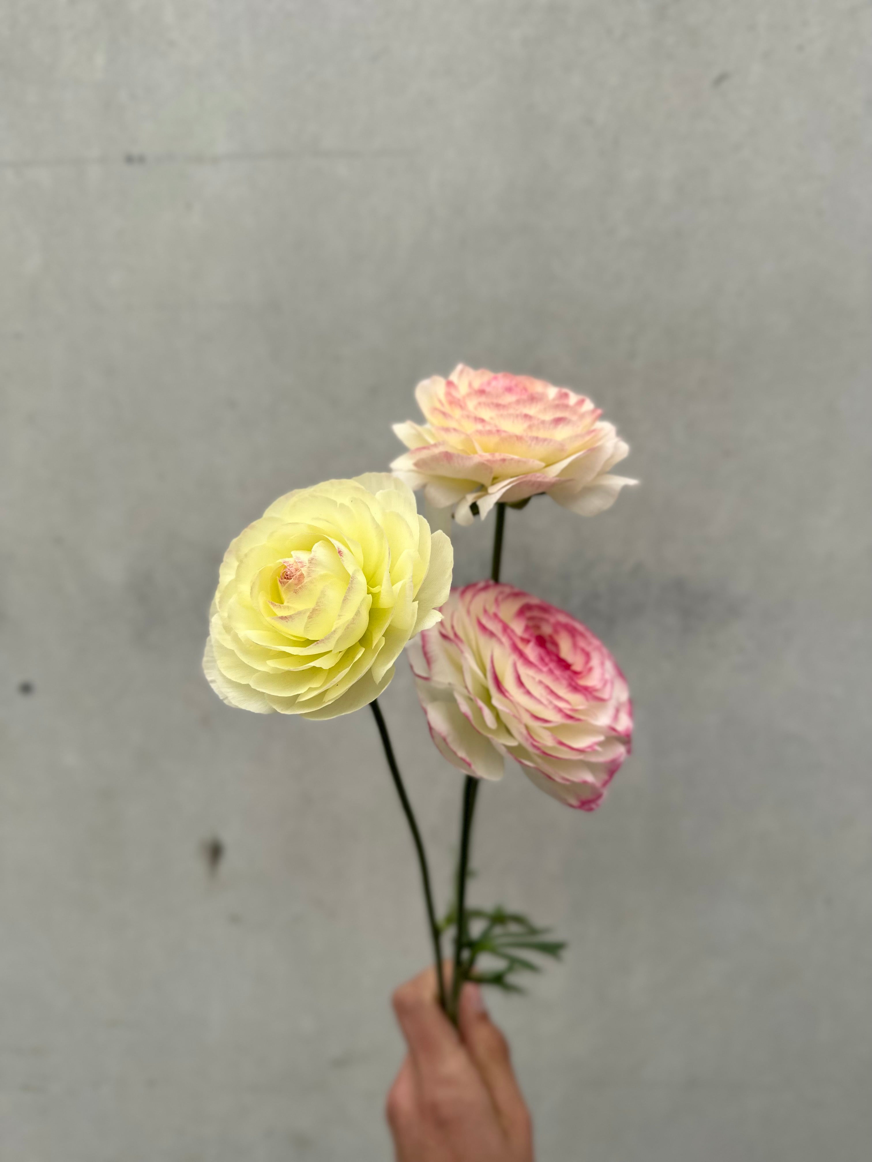 Cut Flower Ranunculus Italian Bianco Sfumato Seedling Pack