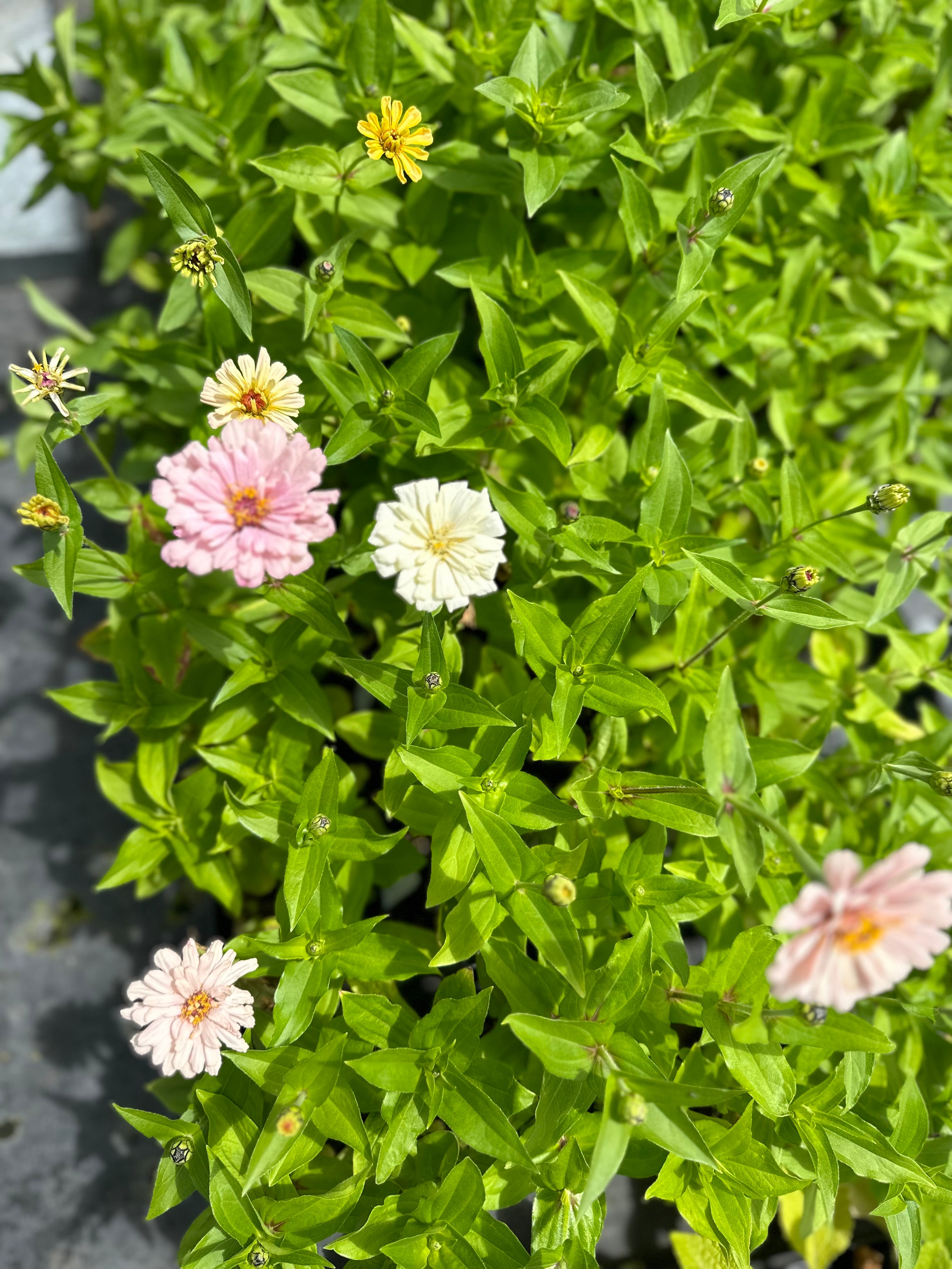 Cut Flower GF x 2nd Gen Floret Zinnia Seedlings SALE 12 for $40