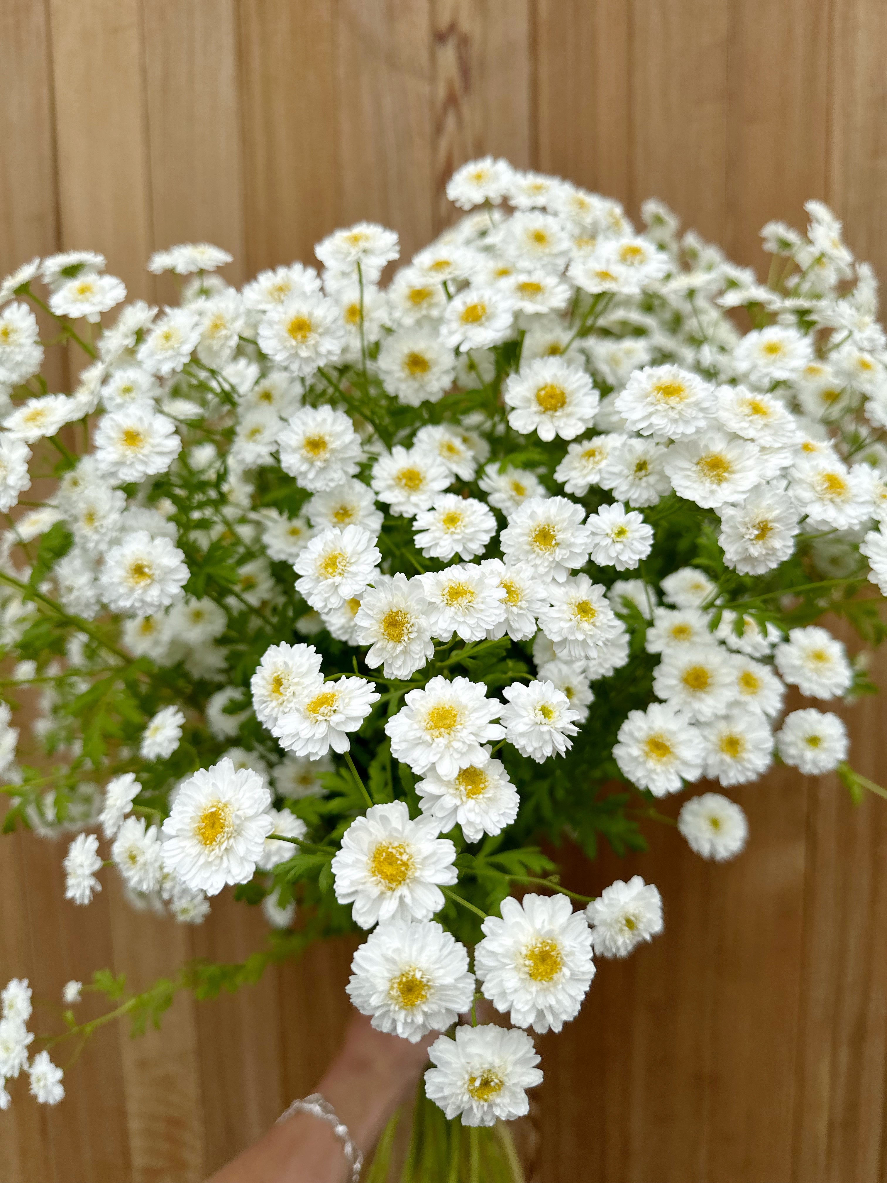 Cut Flower Matricaria Seedling Pack