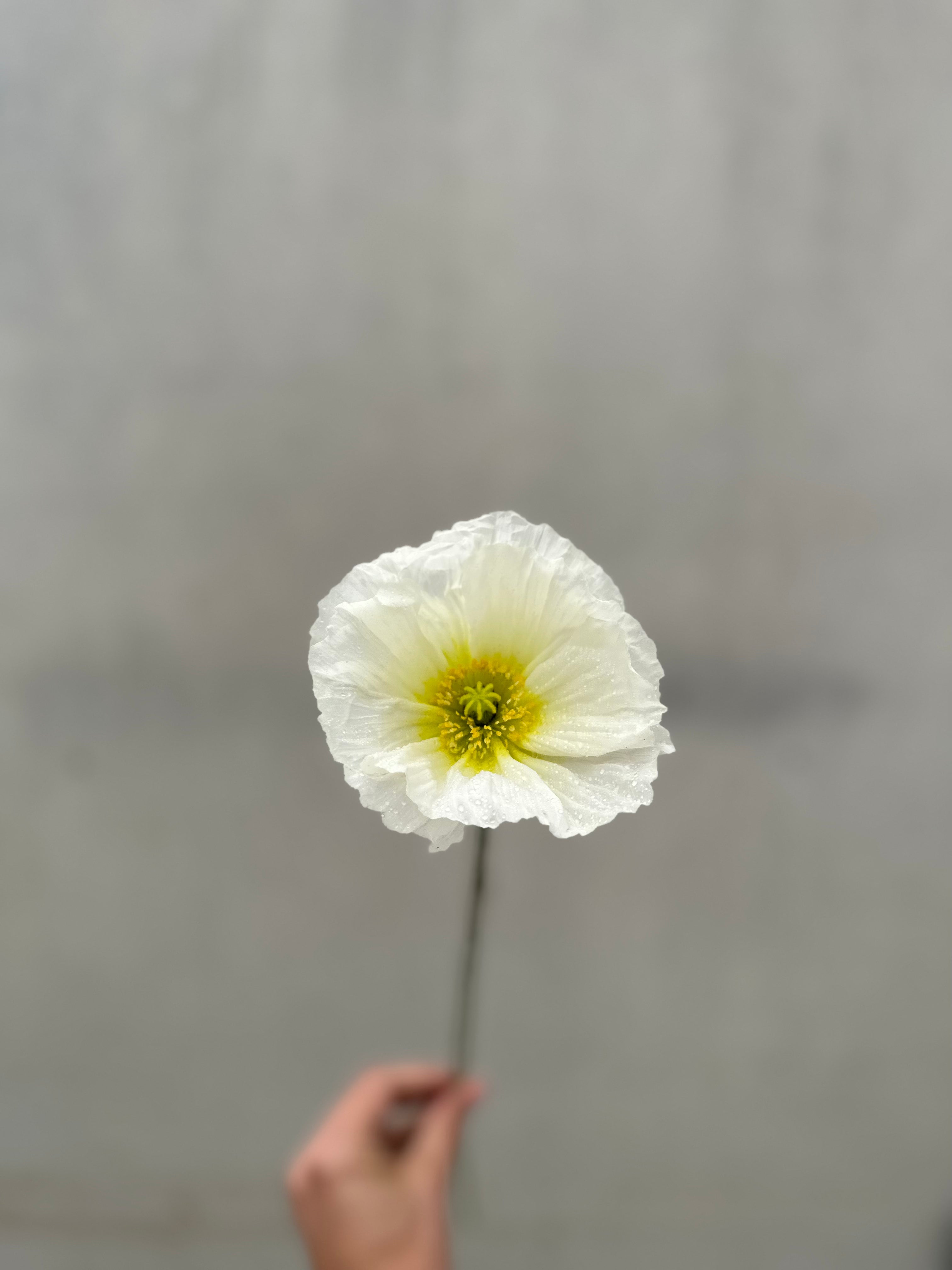 Cut Flower Colibri Poppy - Gray Floral Mix + NEW CICLAMINO