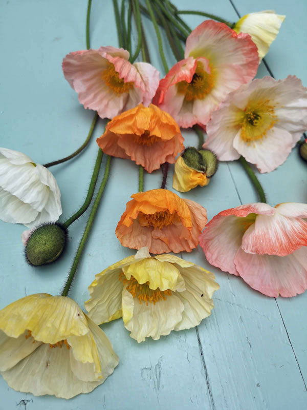 Cut Flower Icelandic Poppy G&G 'Pastels with a Pop' Seedling Pack