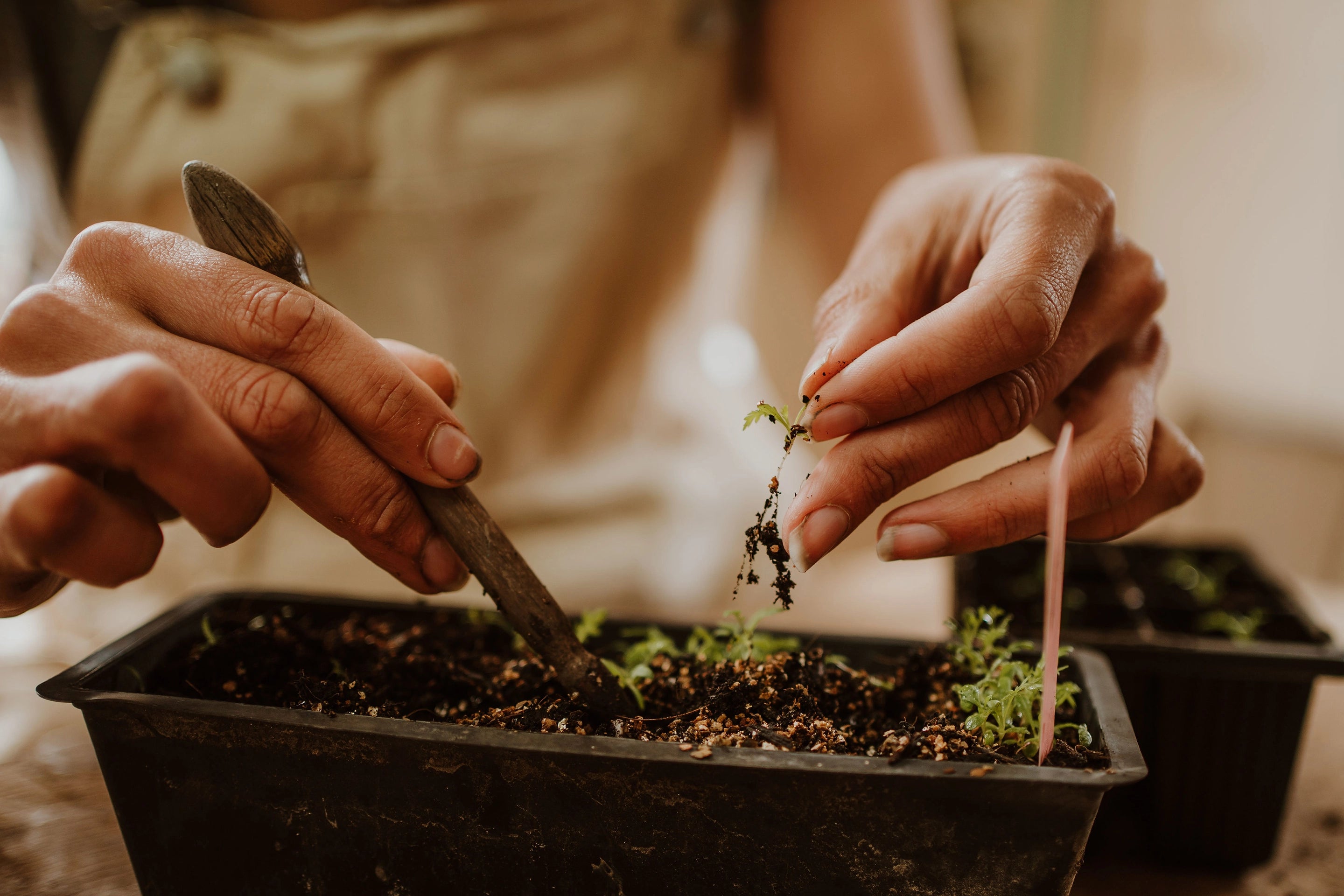 Gray Floral Nursery and Garden Centre in Blenheim, Marlborough, New Zealand