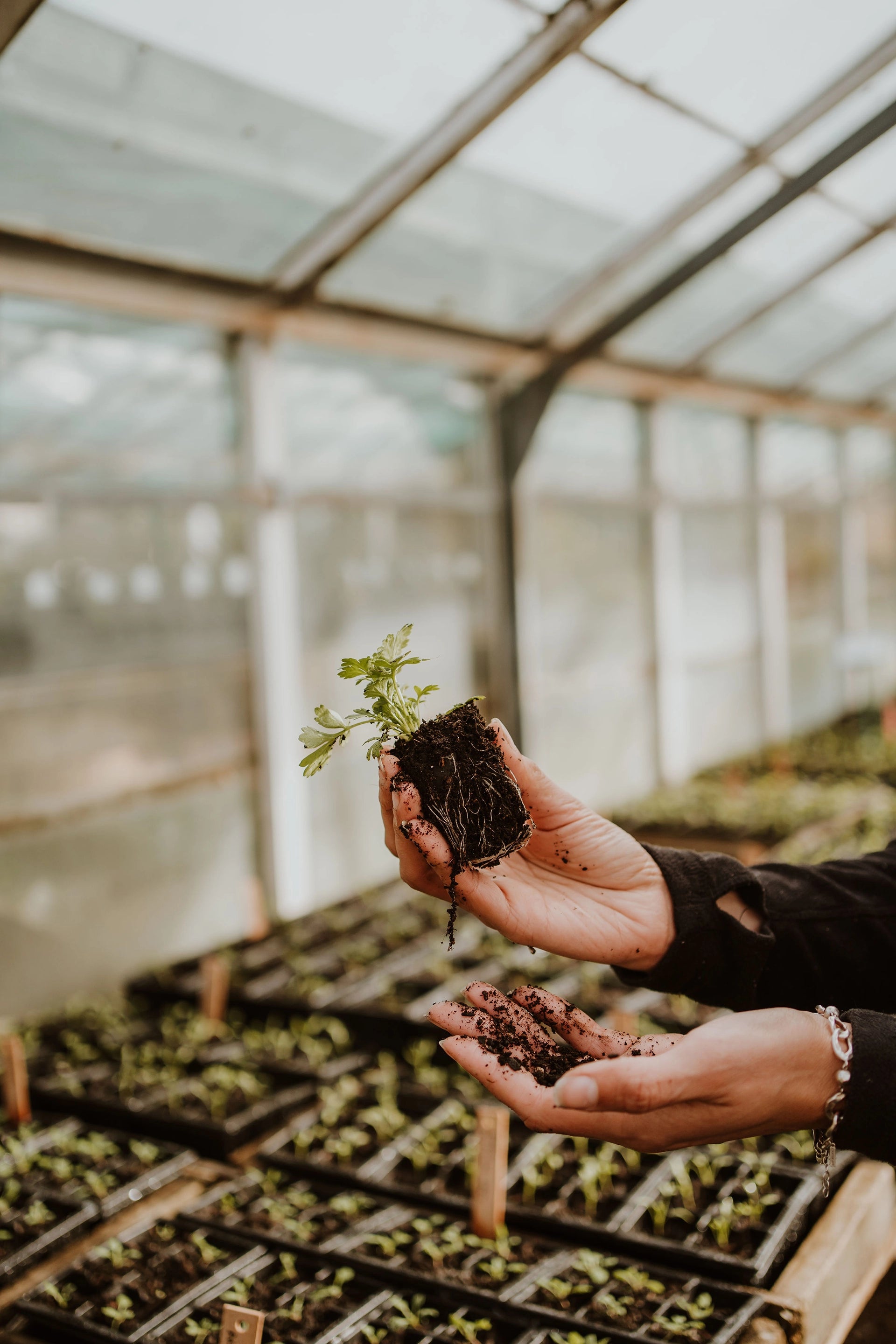 Gray Floral Nursery and Garden Centre in Blenheim, Marlborough, New Zealand We take pride in growing our vegetable, bedding and cut flower seedlings from seed, here on site. Come in and discover our range.