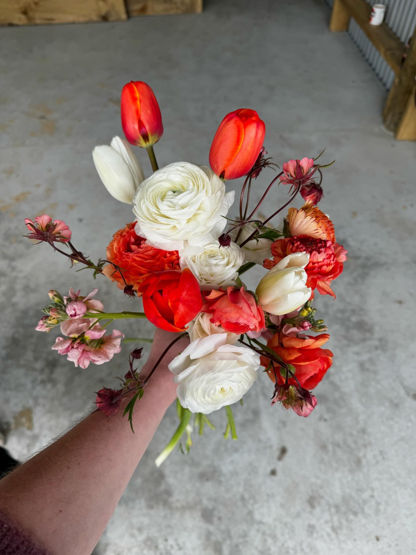 Tulip Classic Singles Collection 60 Bulb Pack
