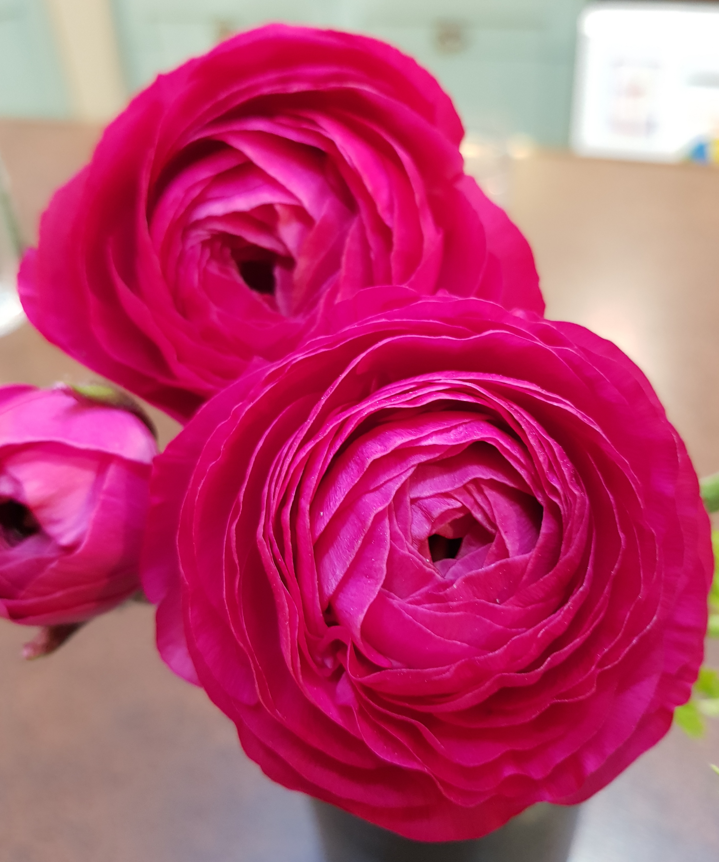 Cut Flower Ranunculus - 2nd Year Plants