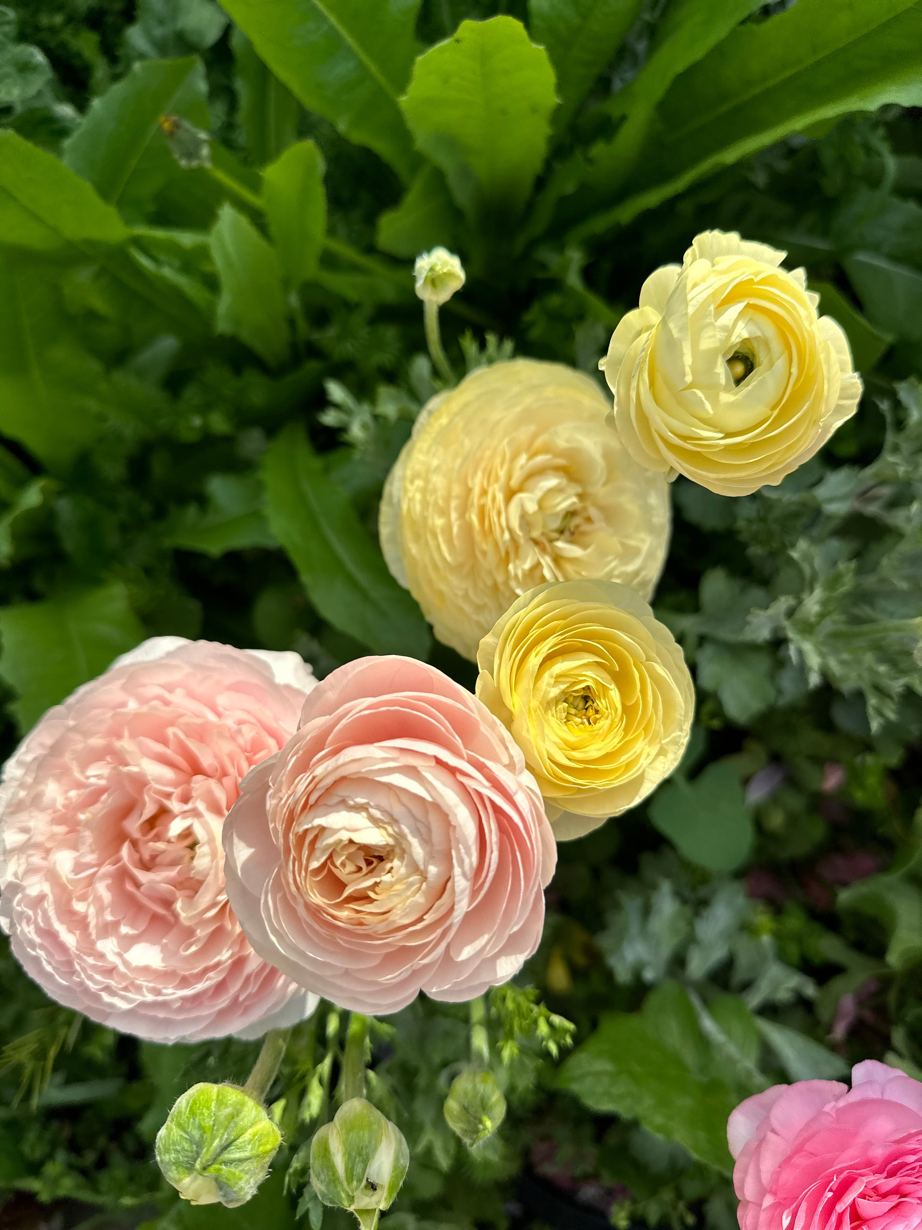 Cut Flower Ranunculus French Wedding Pastel Seedling Pack