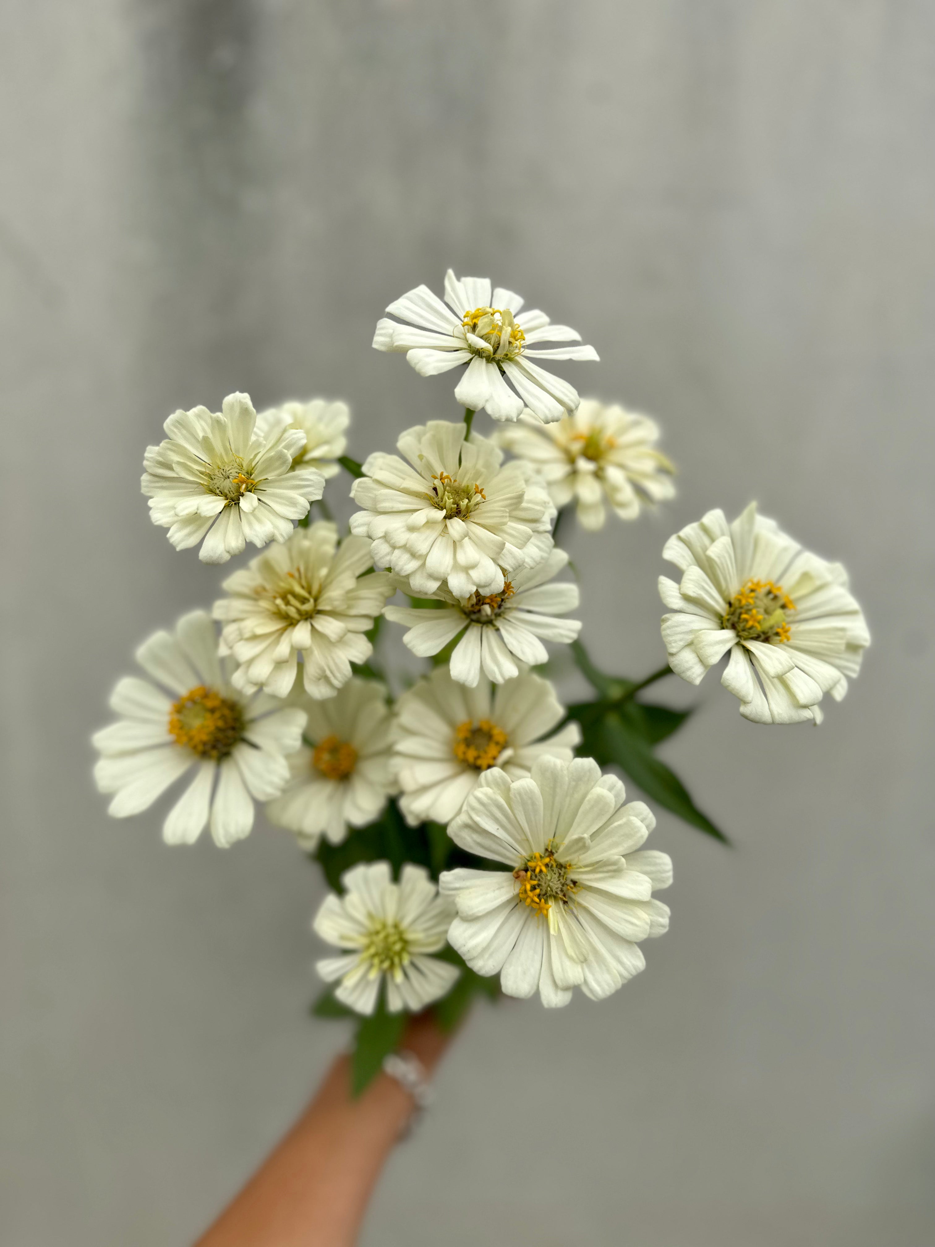 Cut Flower Zinnia Cactus White Seedling Pack
