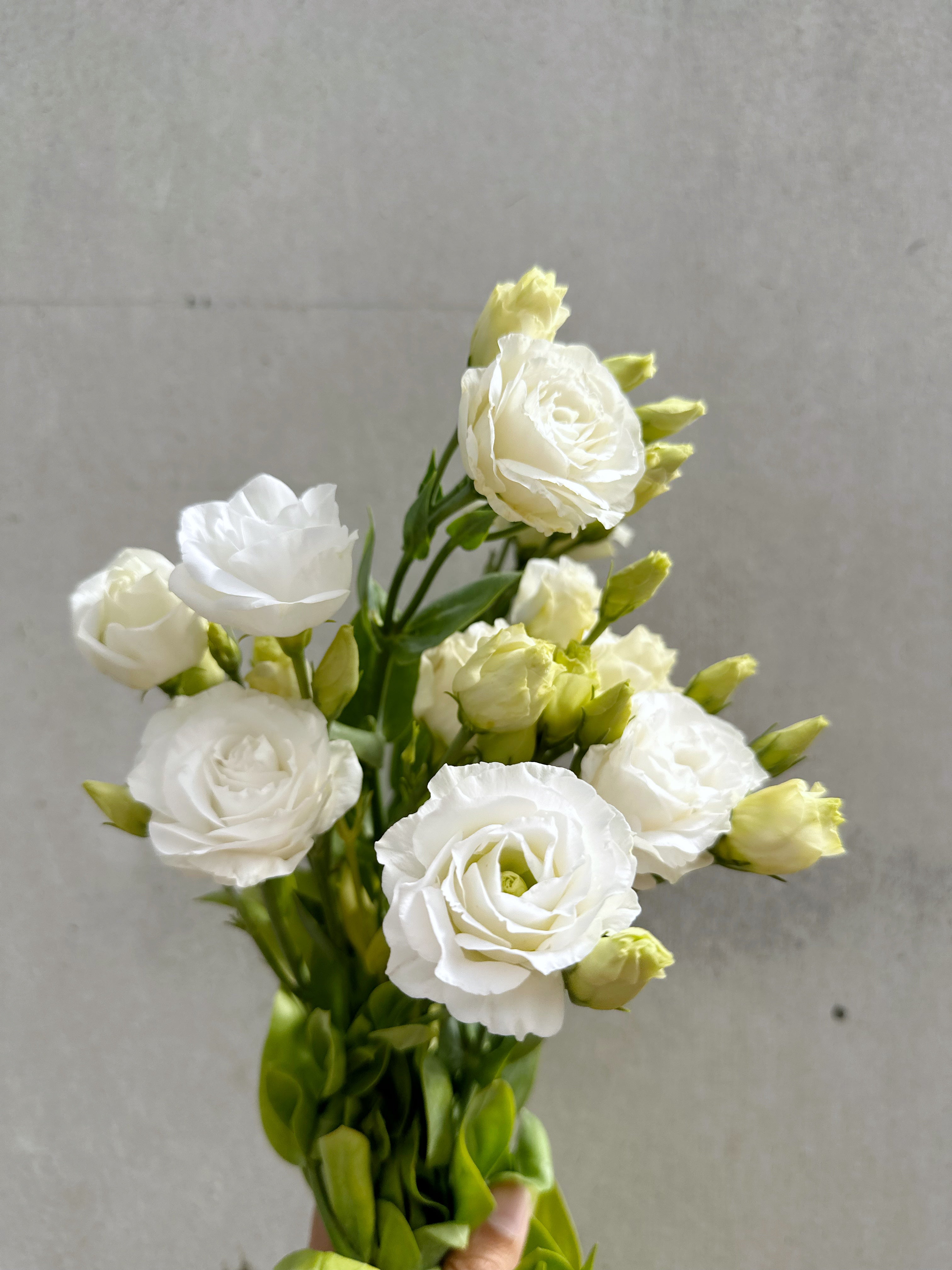 Cut Flower Lisianthus Seedling Pack