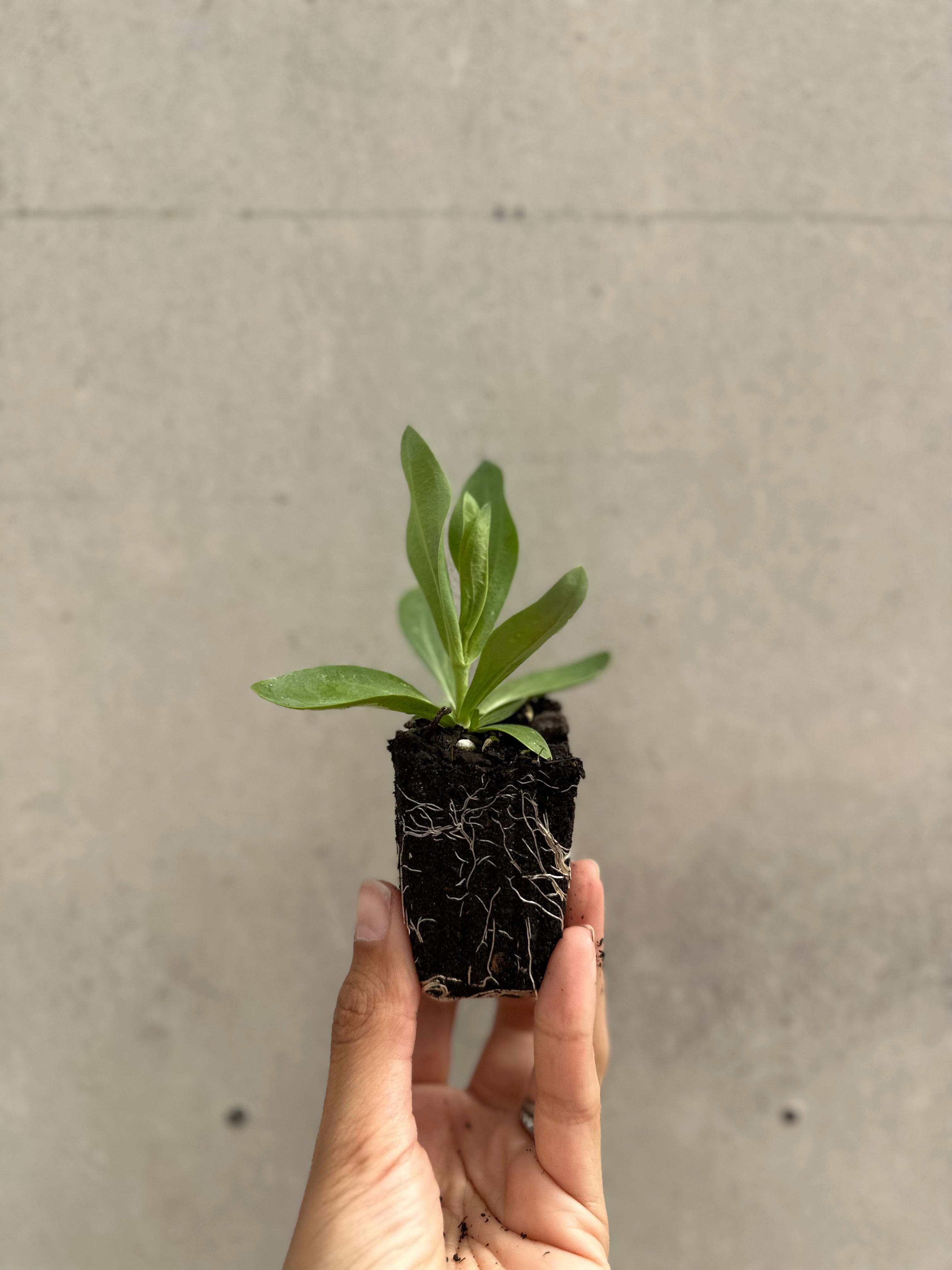 Cut Flower Lisianthus Seedling Pack