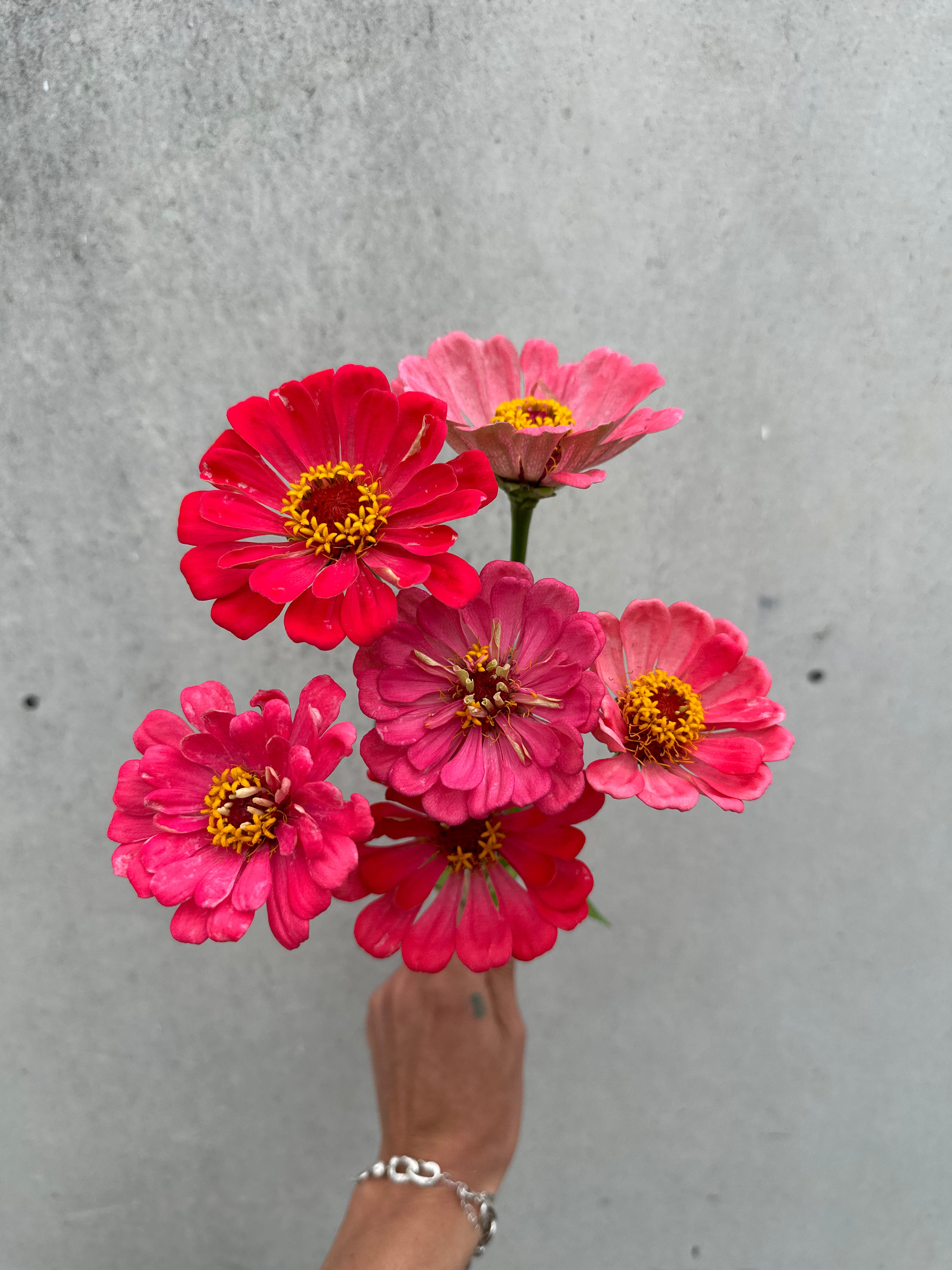 Cut Flower Zinnia Lipstick Seedling Pack