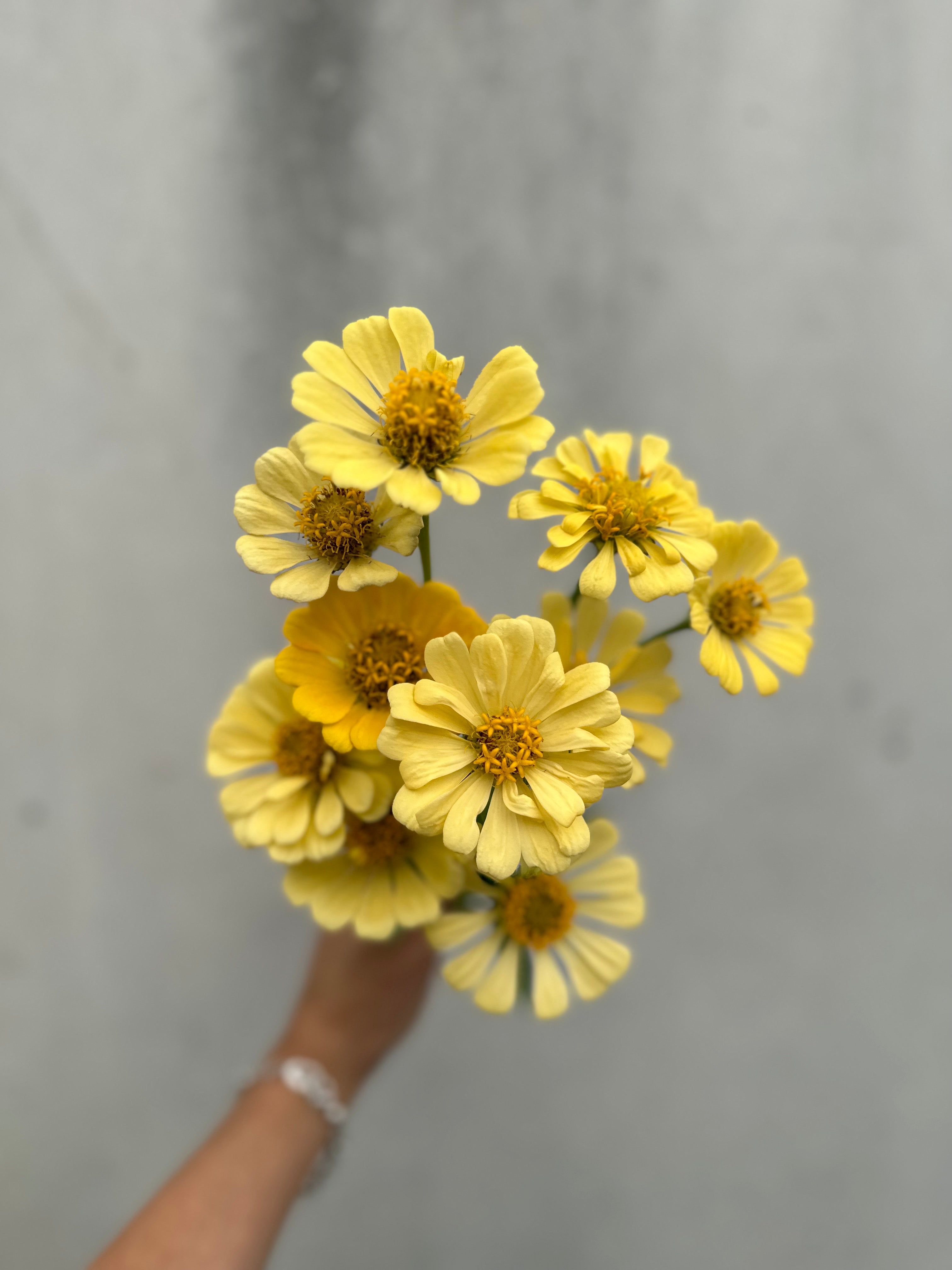 Cut Flower Zinnia Isabellina Seedling Pack