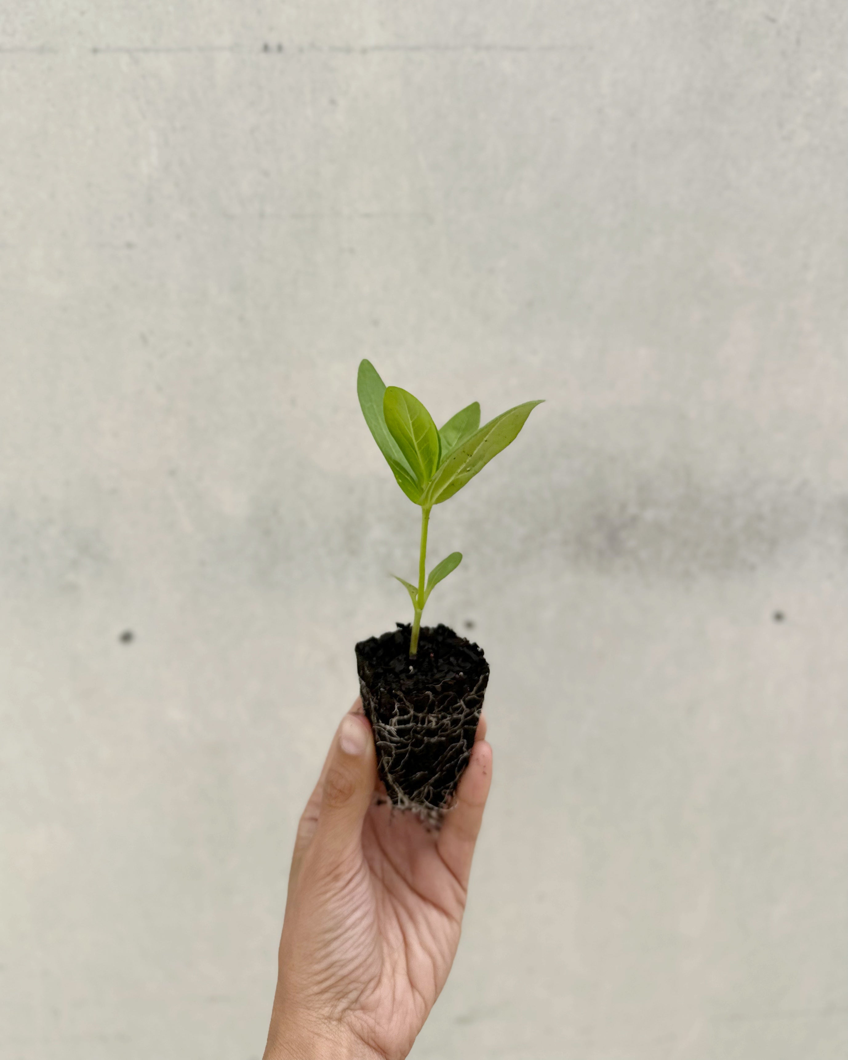 Cut Flower Zinnia Isabellina Seedling Pack