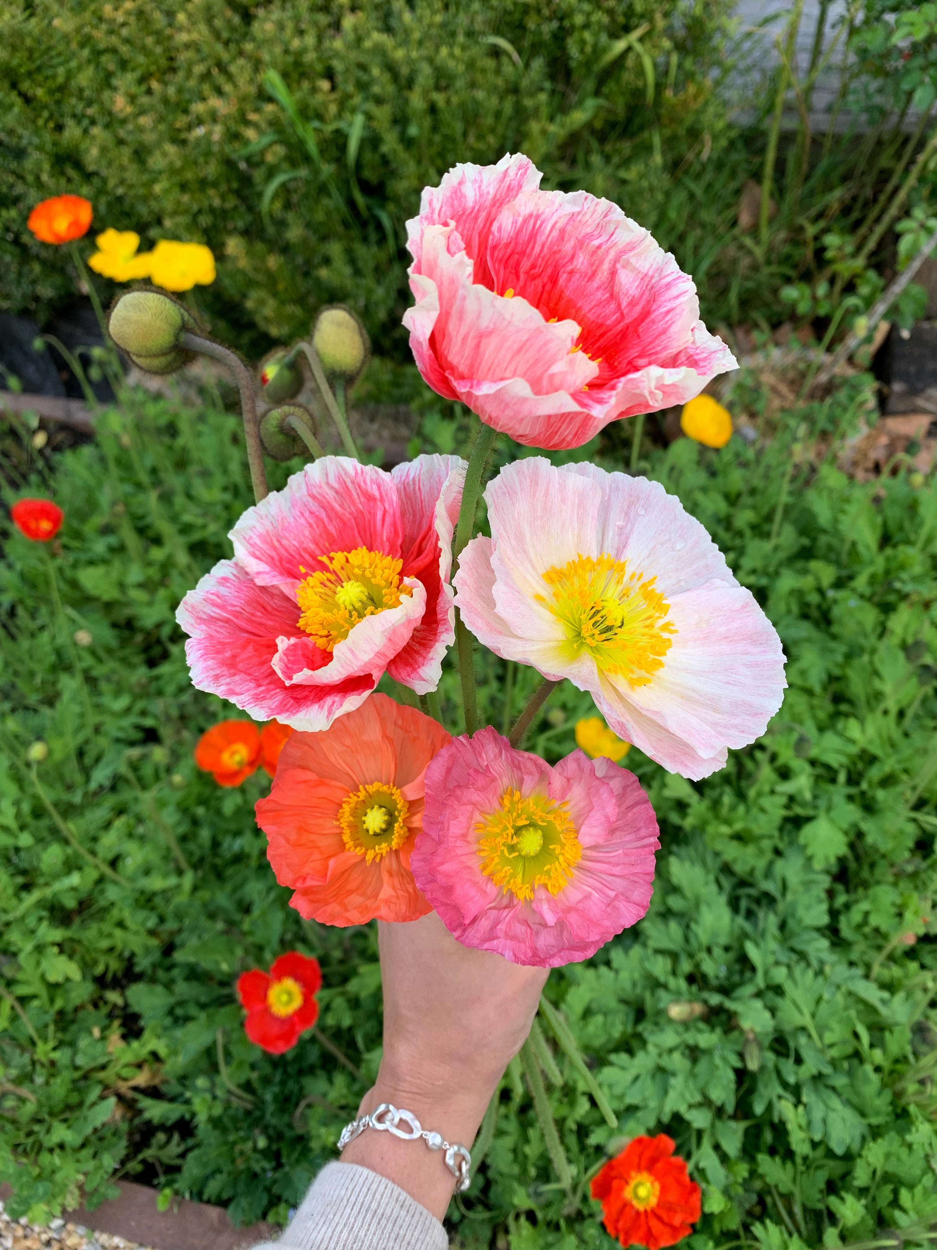 Cut Flower Icelandic Poppy Springsong Seedling Pack
