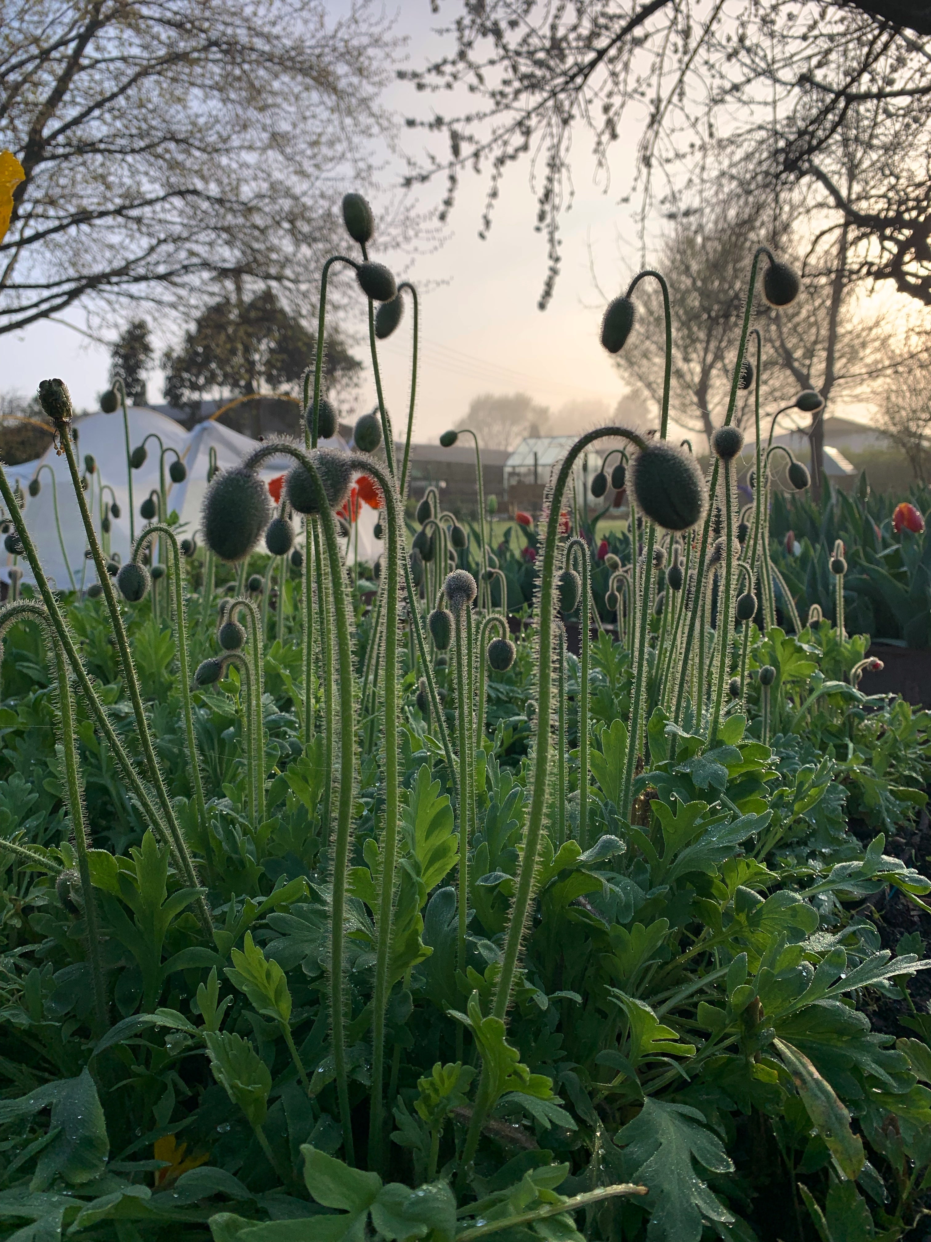 Cut Flower Icelandic Poppy Springsong Seedling Pack