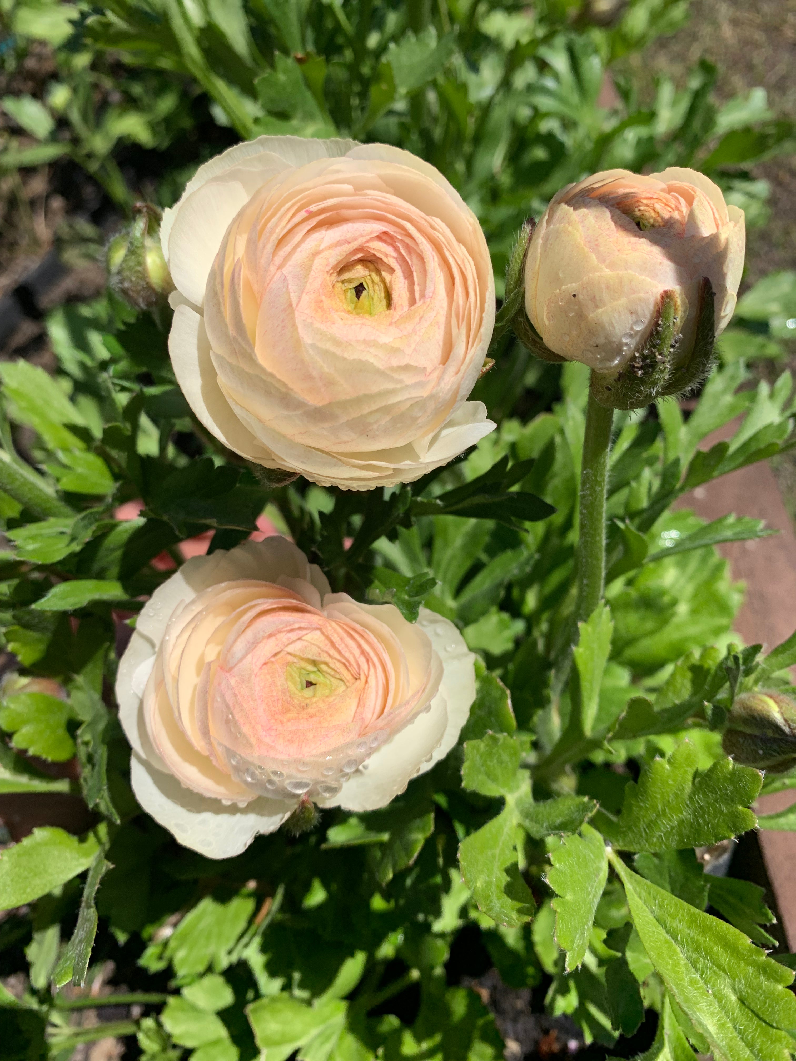 Cut Flower Ranunculus Italian Bianco Sfumato Seedling Pack