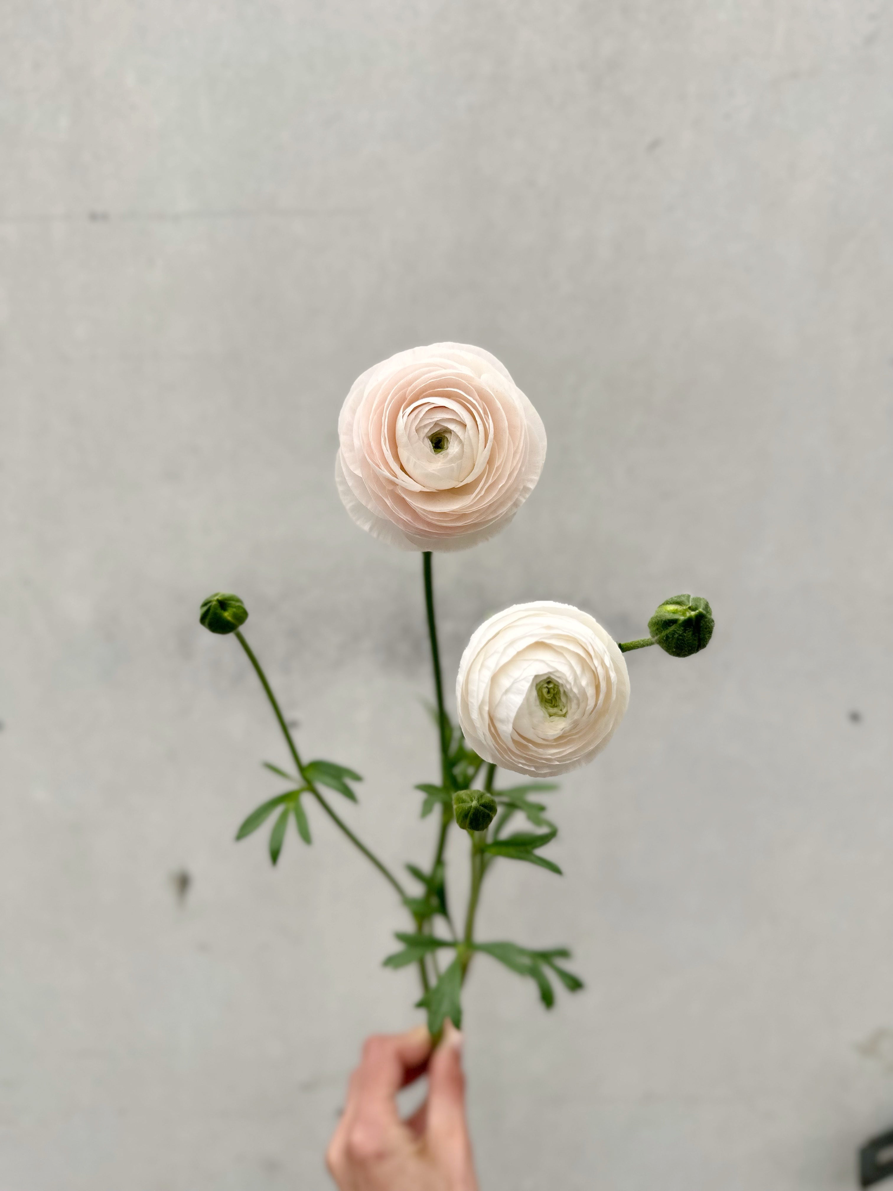 Cut Flower Ranunculus French Chamellow Seedling Pack