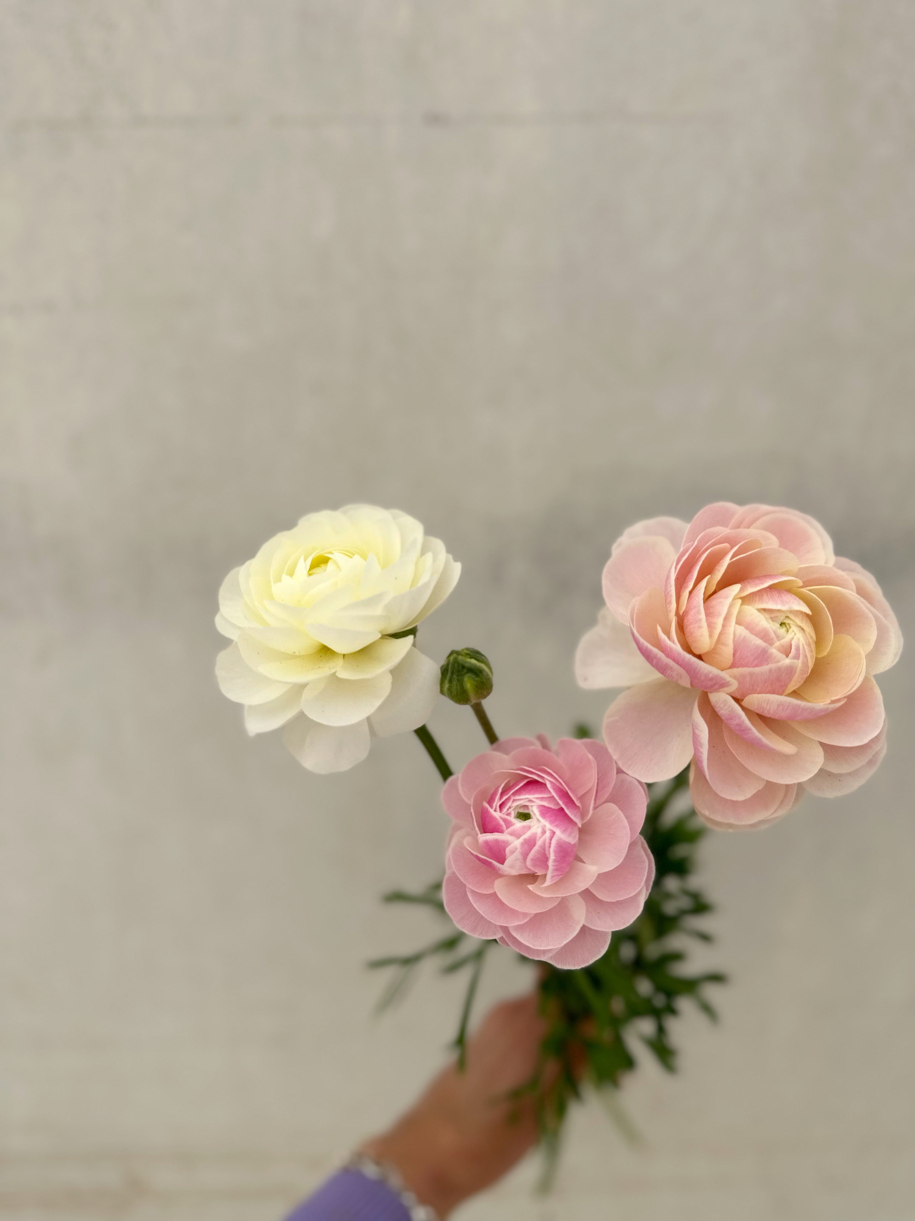 Cut Flower Ranunculus French Porcelain Seedling Pack