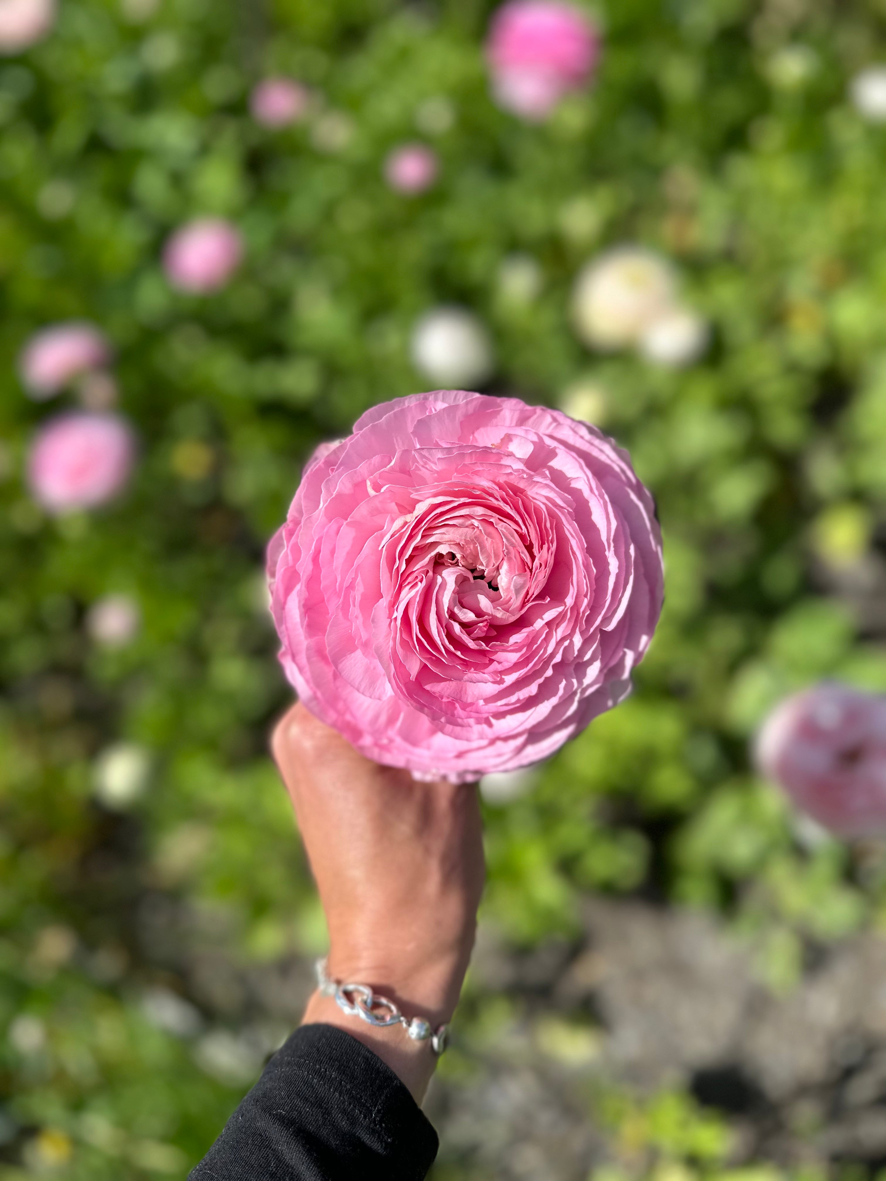 Cut Flower Ranunculus French Marshmallow Seedling Pack