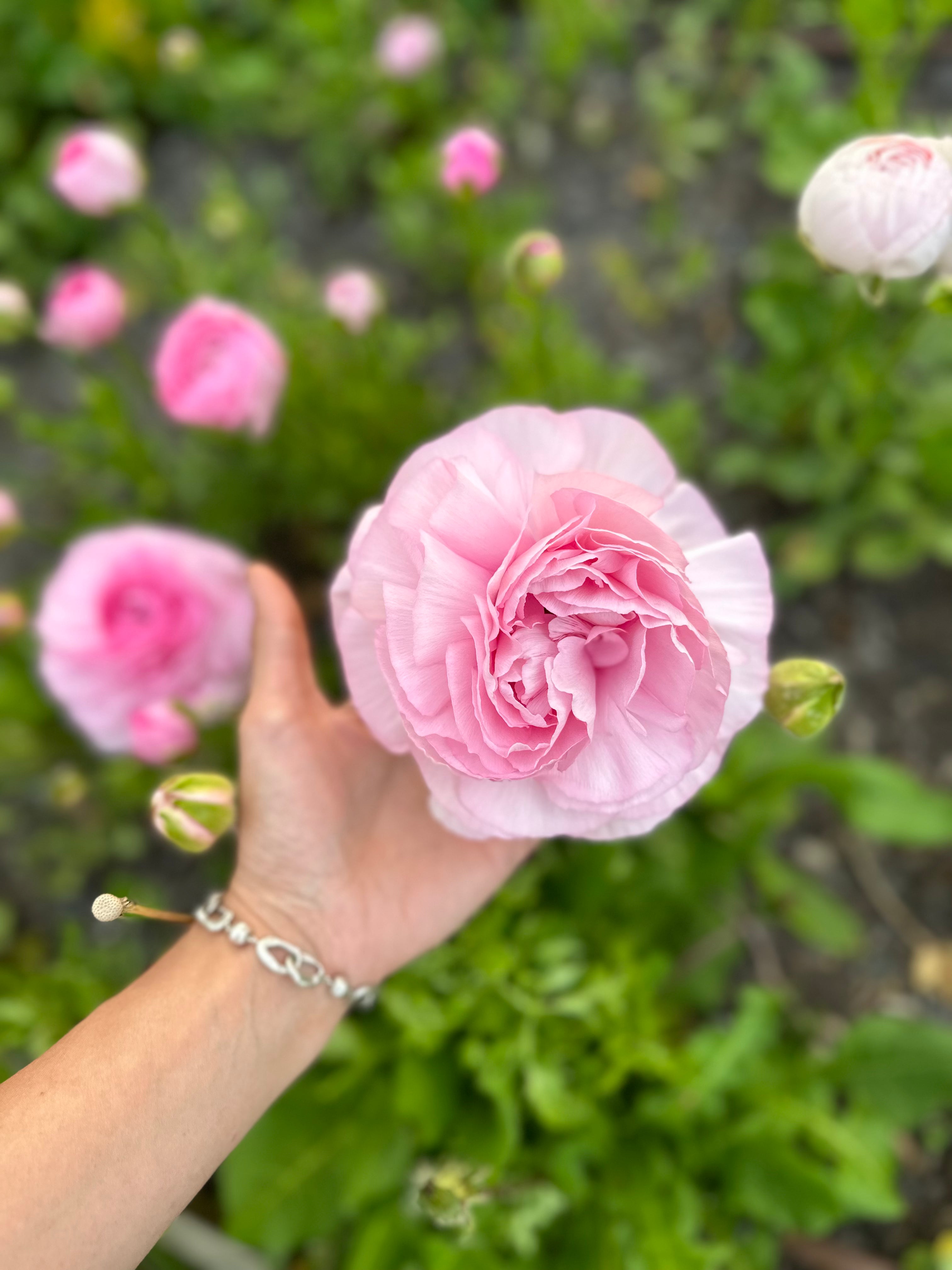 Cut Flower Ranunculus French Chamellow Seedling Pack