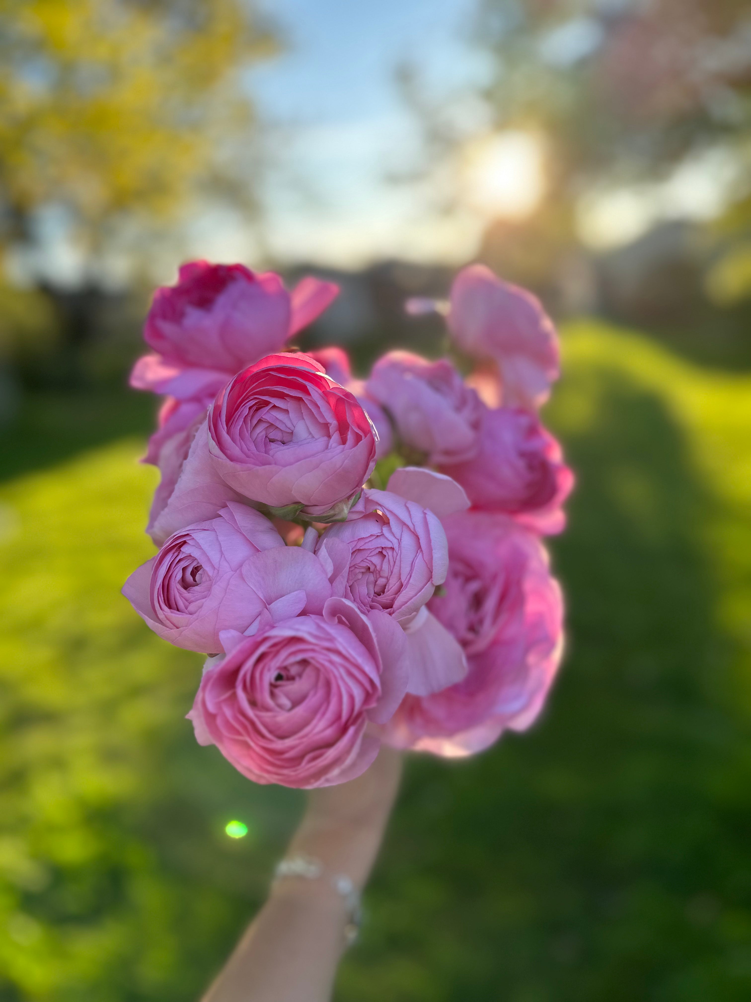 Cut Flower Ranunculus French Marshmallow Seedling Pack