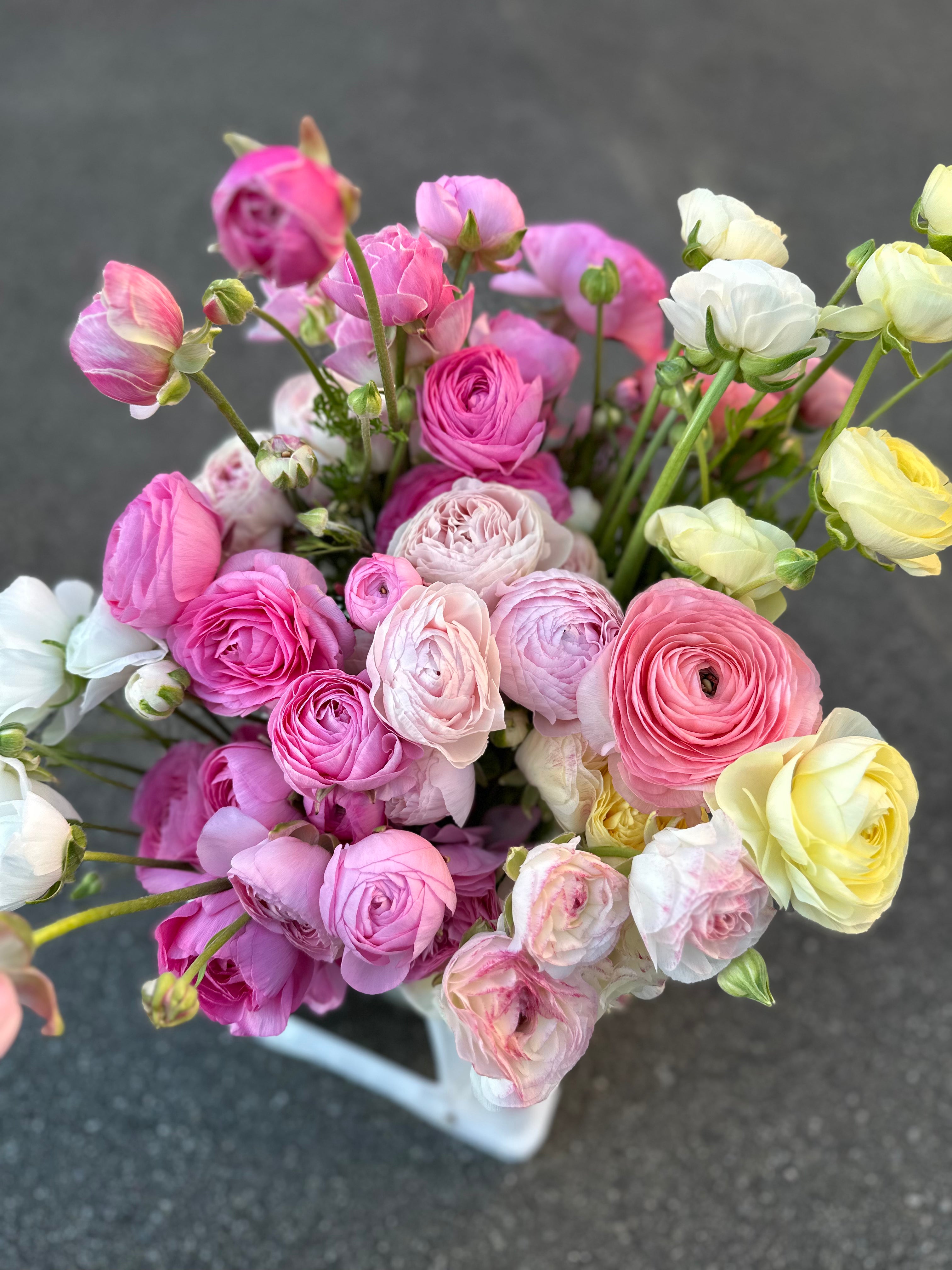 Cut Flower Ranunculus Collection 36 Seedling Pack