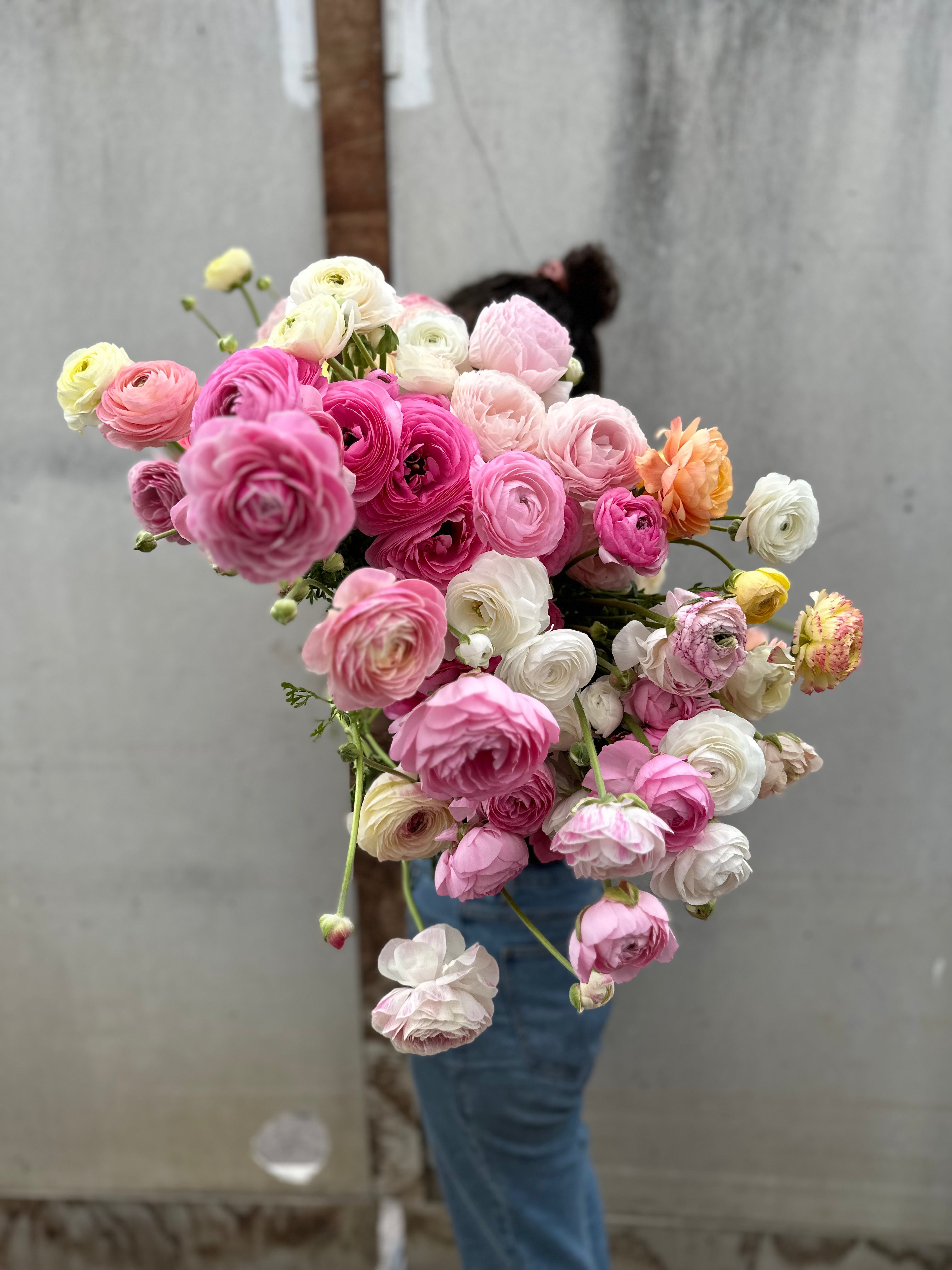 Cut Flower Ranunculus Collection 36 Seedling Pack